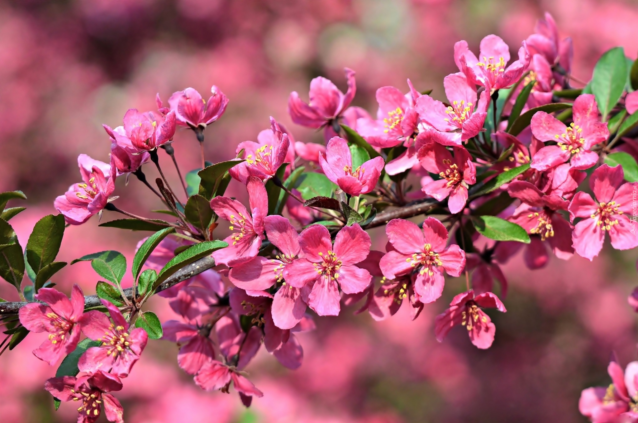 Любовь расцветающая цветами груши 45 глава. Цветущее дерево. Цветение деревьев весной. Цветущие персики. Цветущий Урюк.