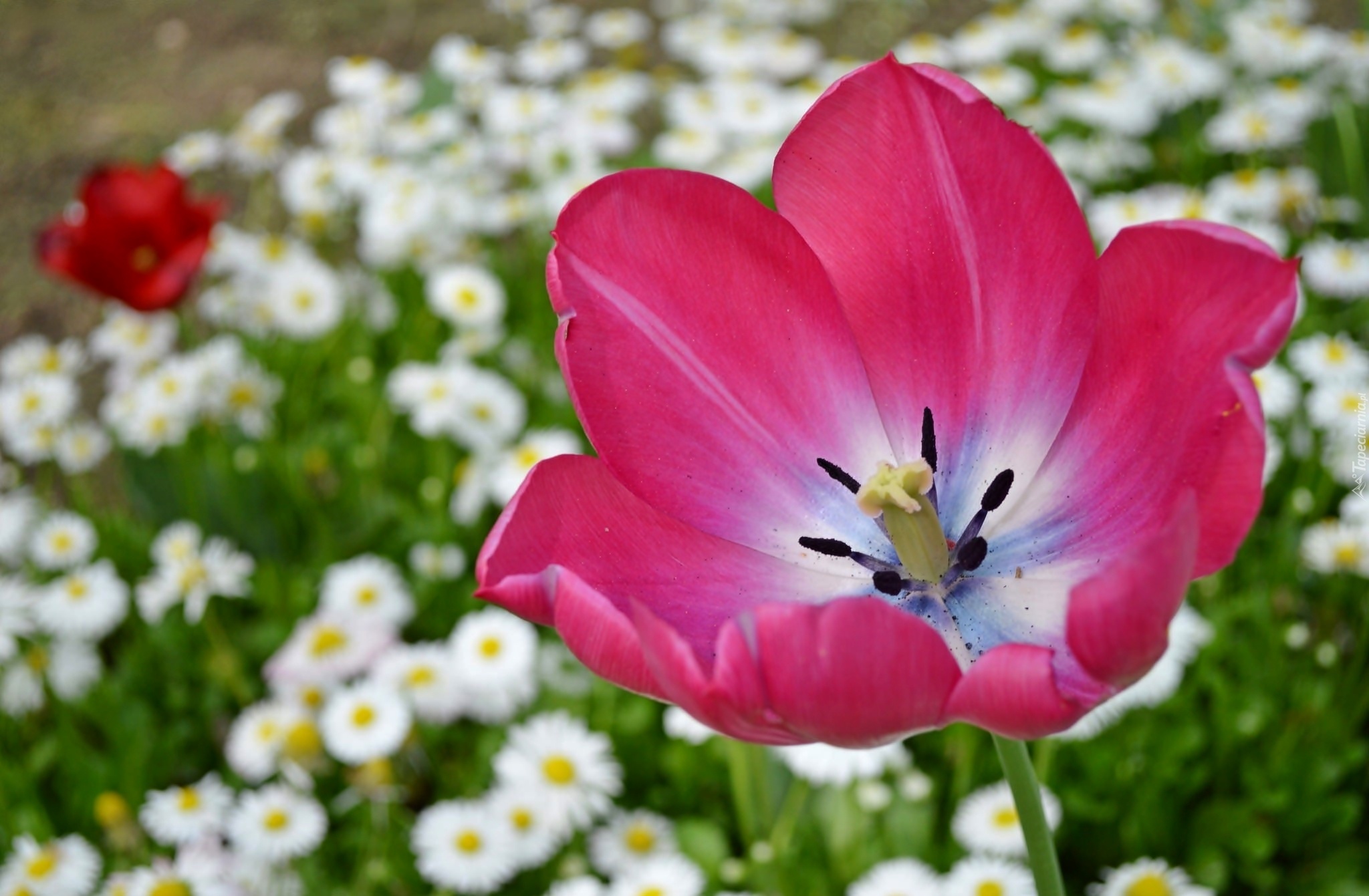Kwiat, Tulipan