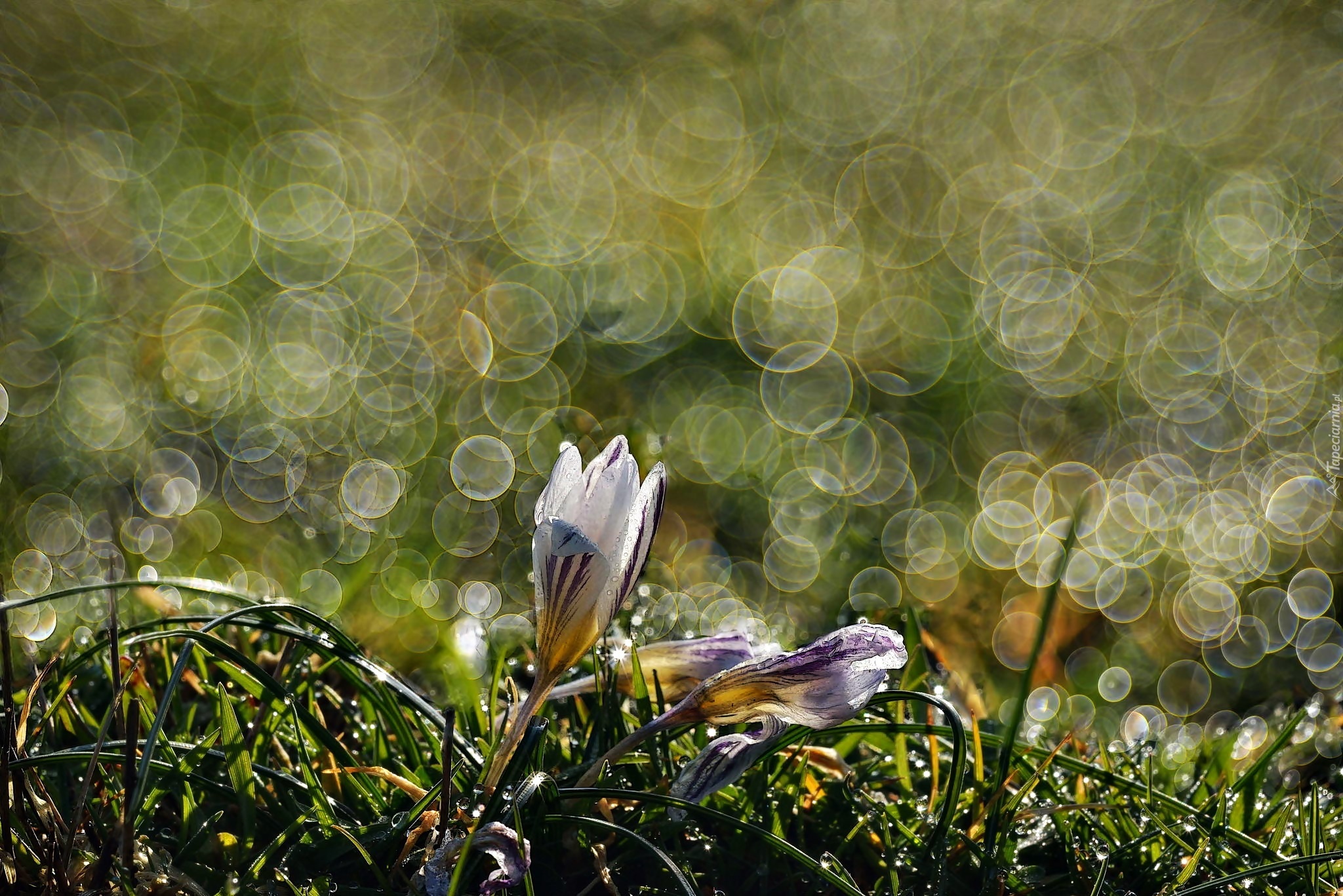 Krokusy, Makro, Bokeh