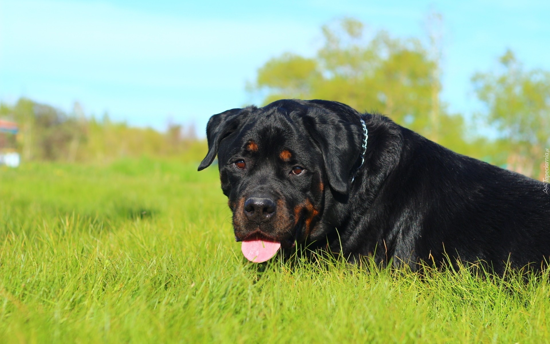 Rottweiler, Trawa