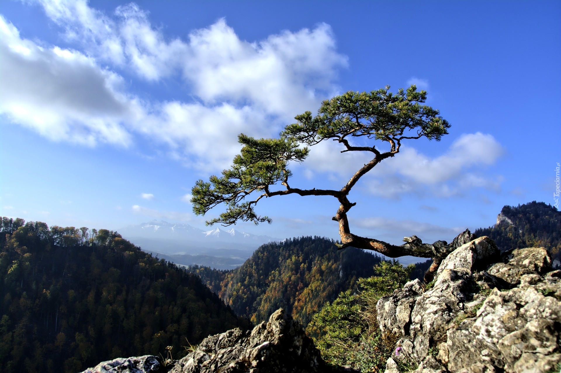 Góry, Pieniny, Sokolica, Drzewo