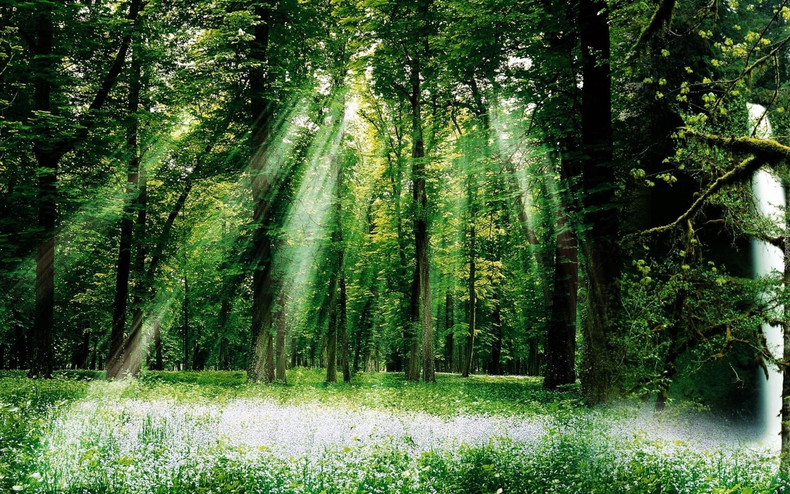 Las, Łąka, Przebijające Światło
