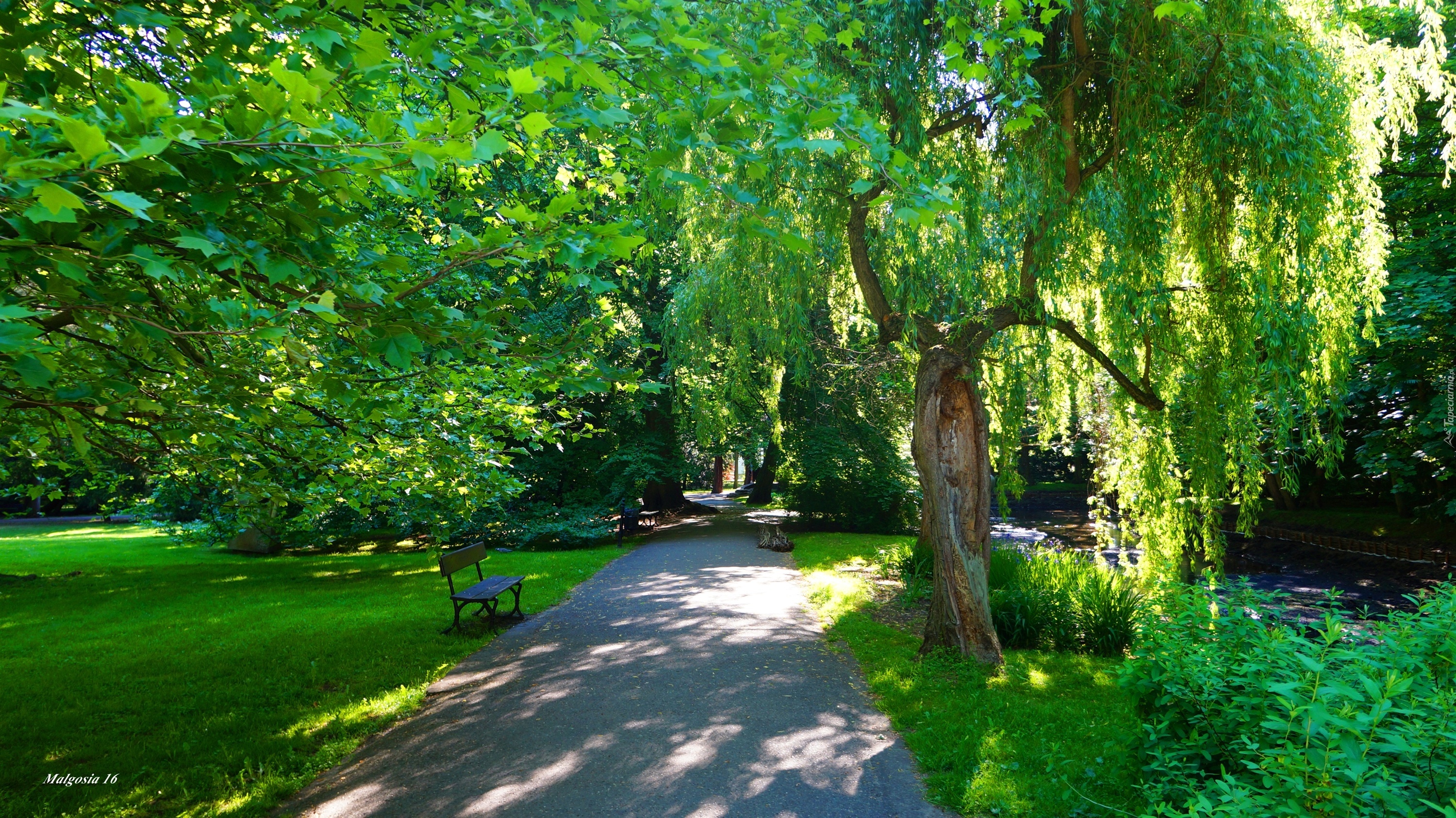 Polska, Gdańsk, Park Oliwski im.Adama Mickiewicza, Drzewa, Zieleń, Alejka, Ścieżka, Ławka