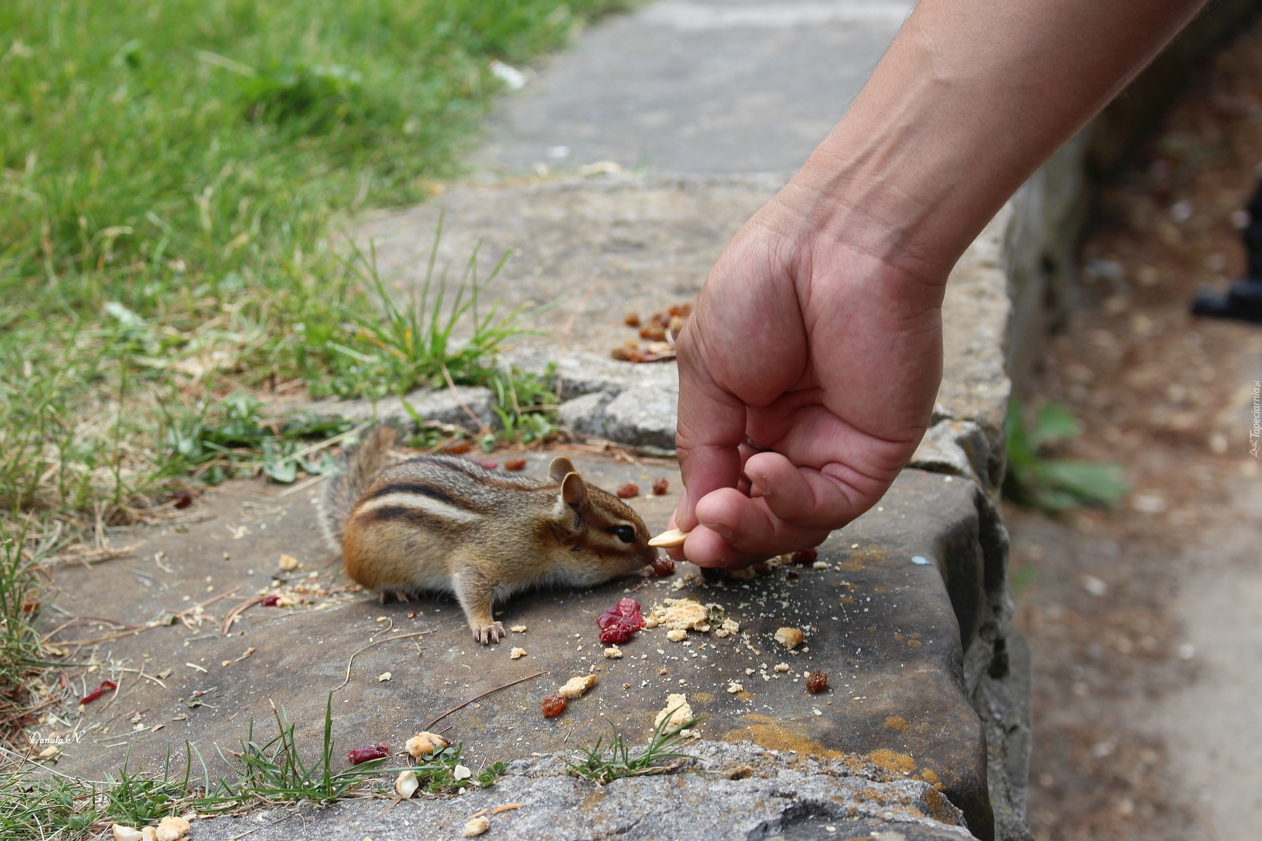 Jedna, Mała, Chipmunk, Suszone, Owoce, Dłoń