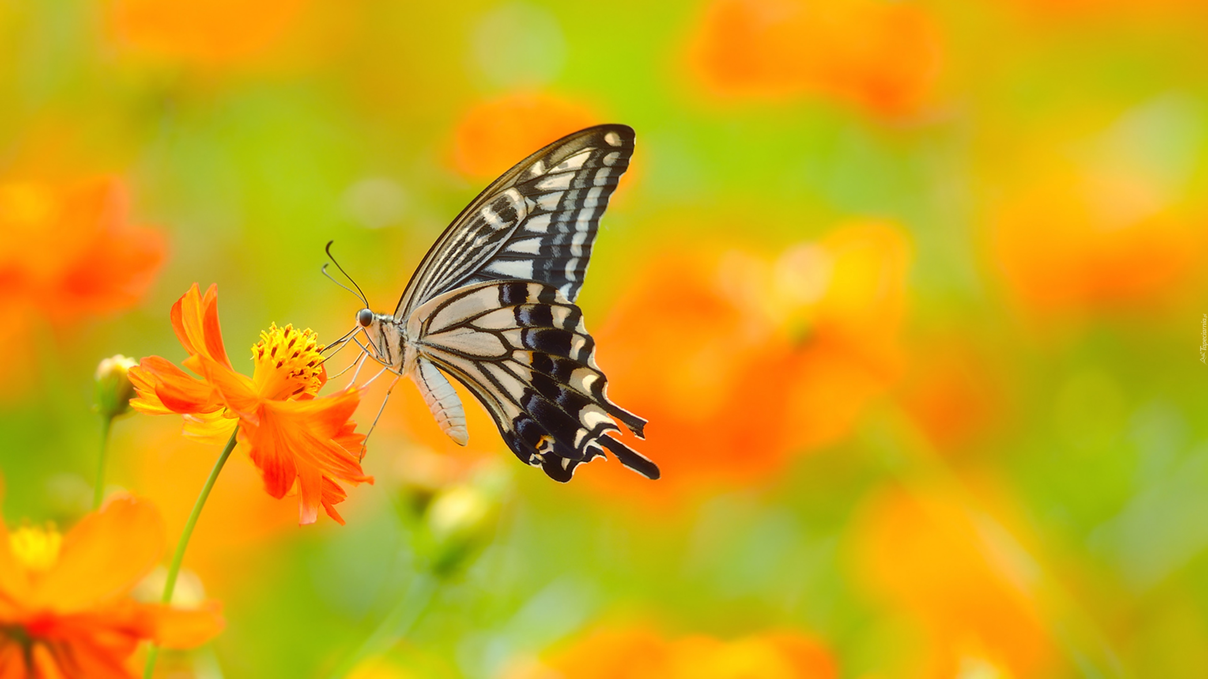 Motyl, Paź Królowej