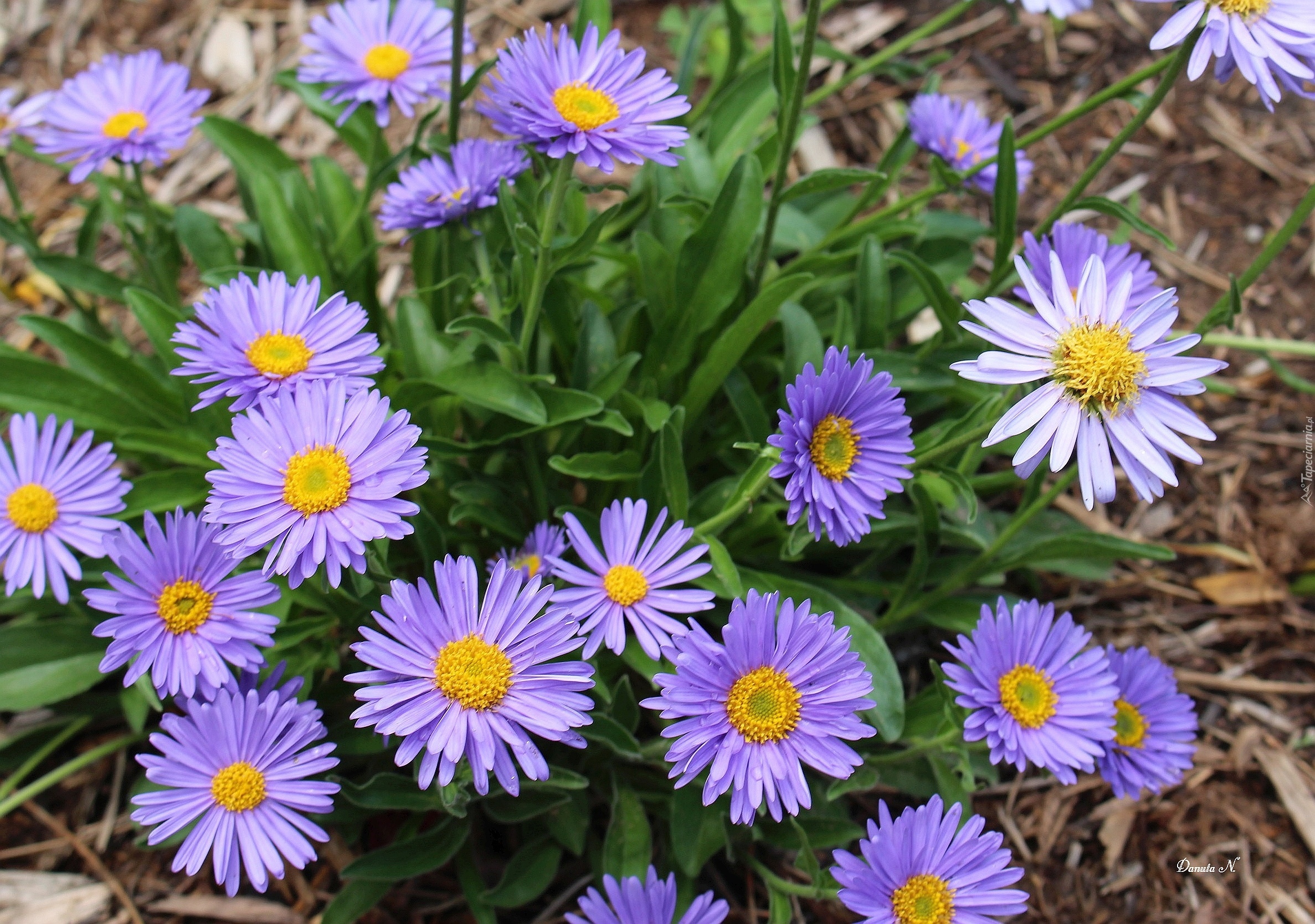 Marcinki, Fioletowe, Aster marcinek