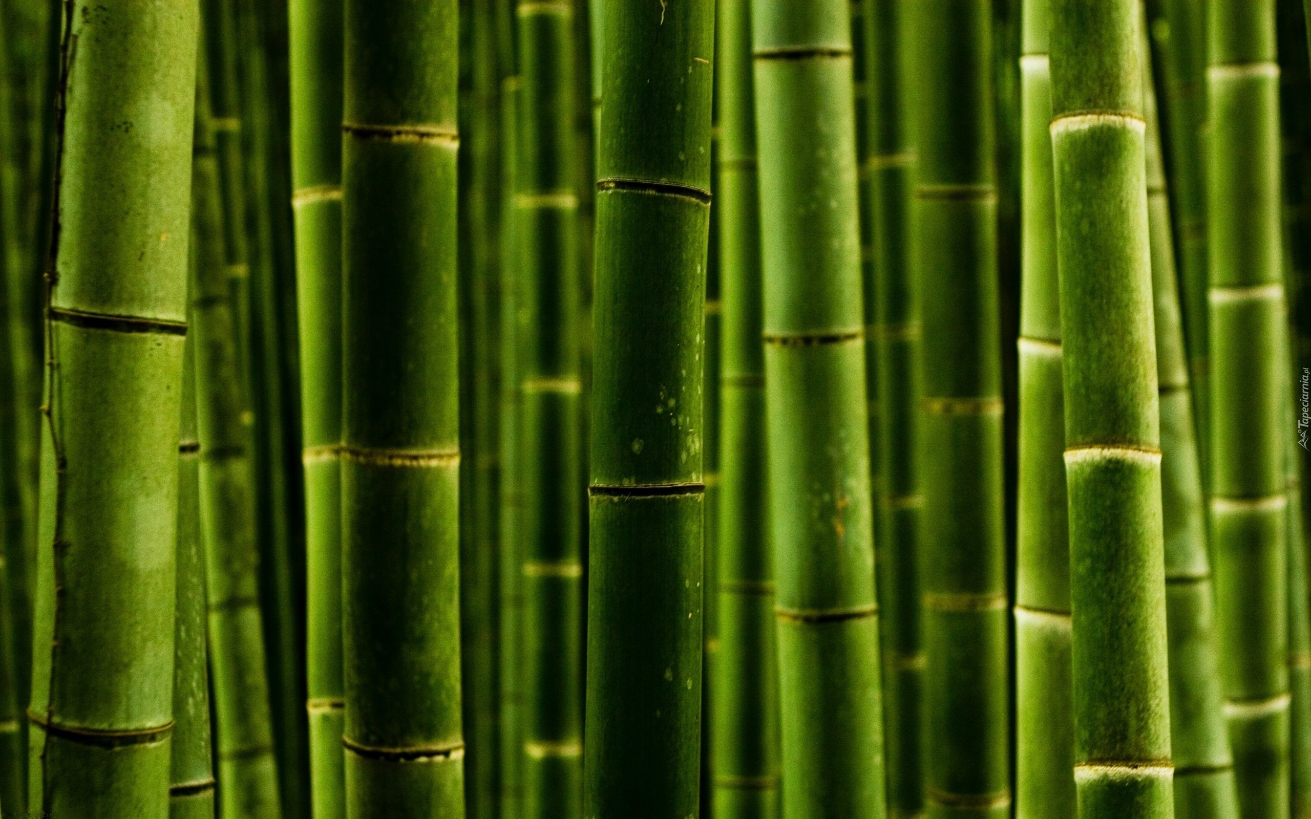 Tapety Bambus