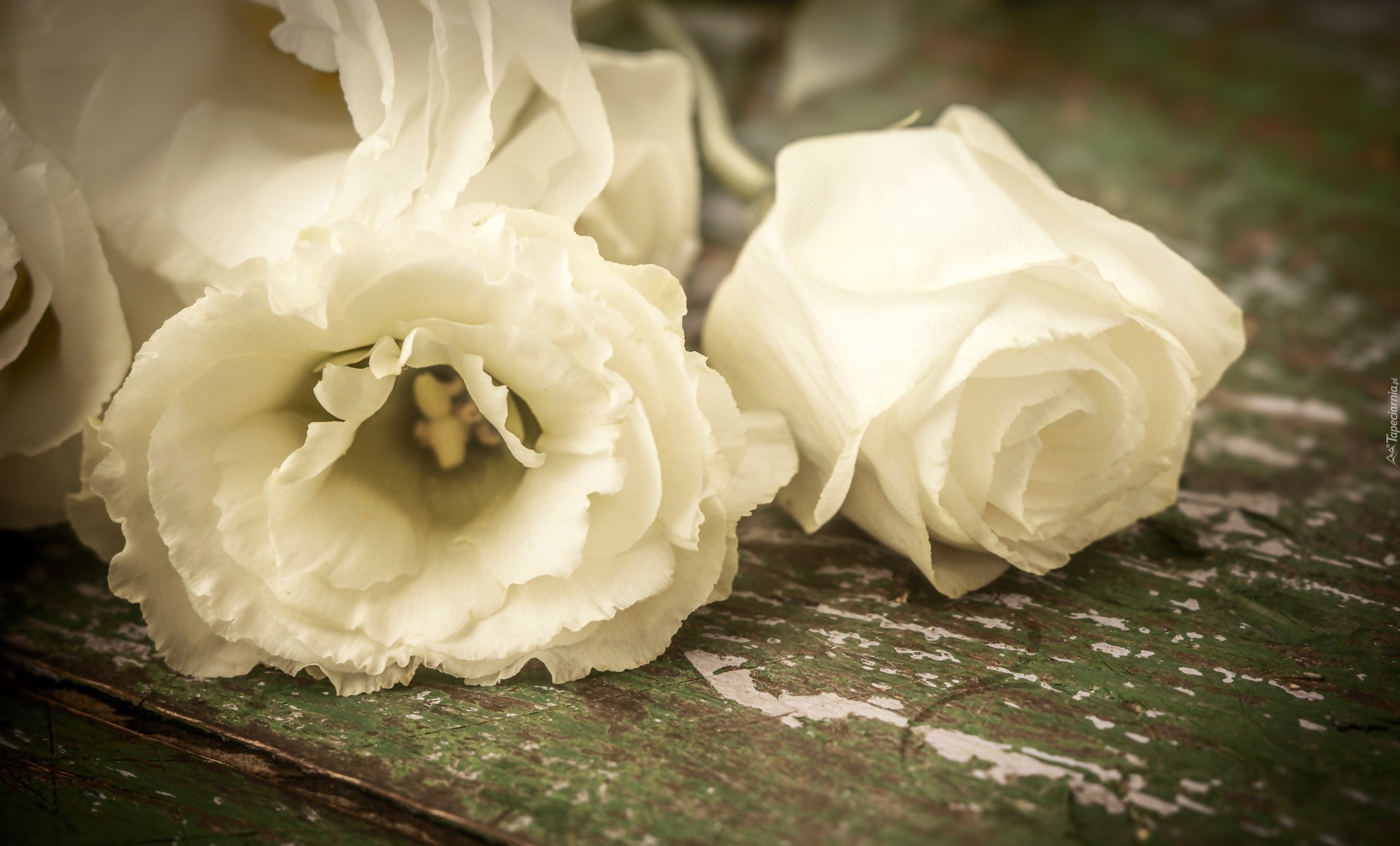 Kwiaty, Eustoma