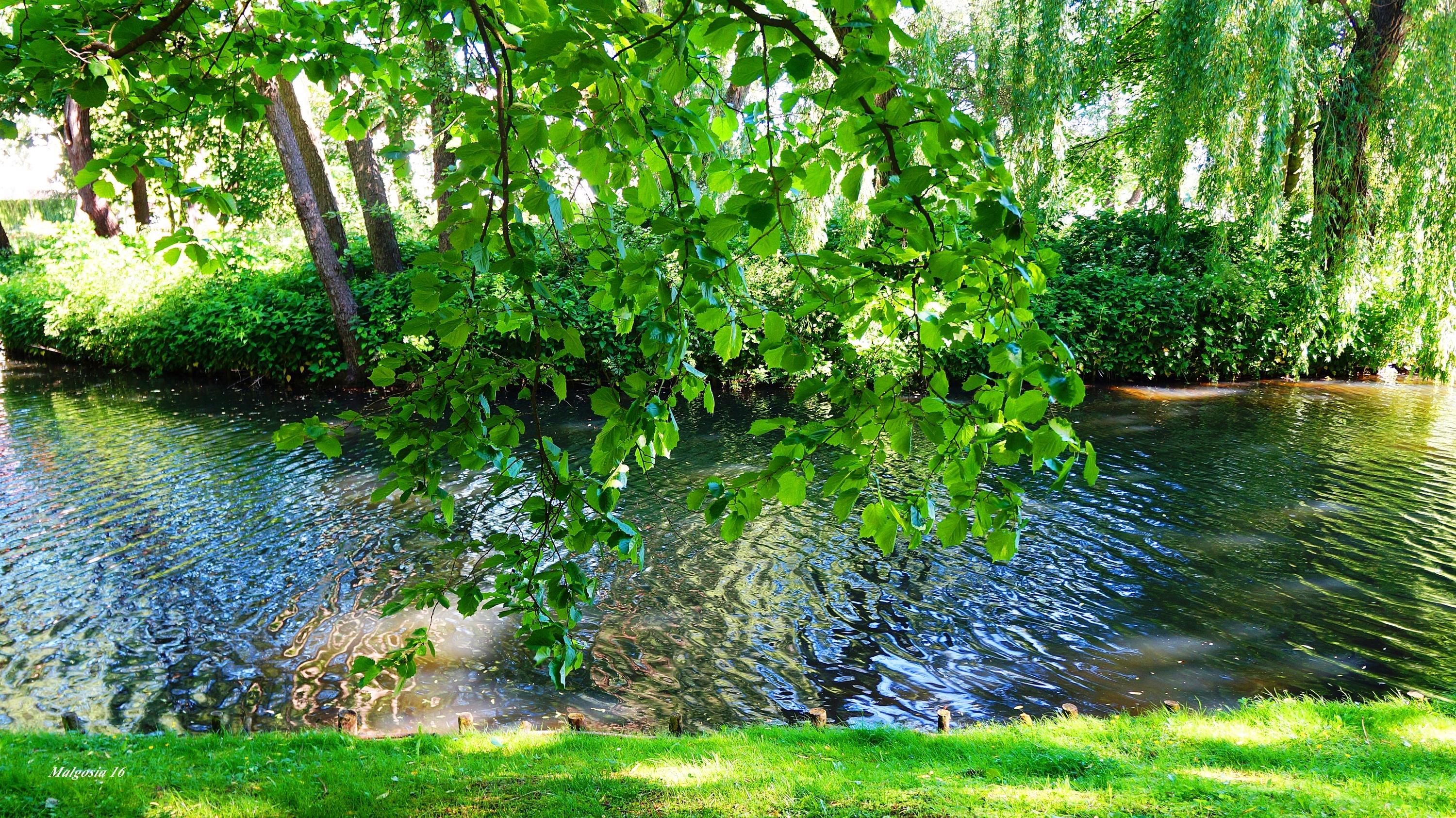 Park, Staw, Woda, Gałęzie, Zieleń, Drzewa