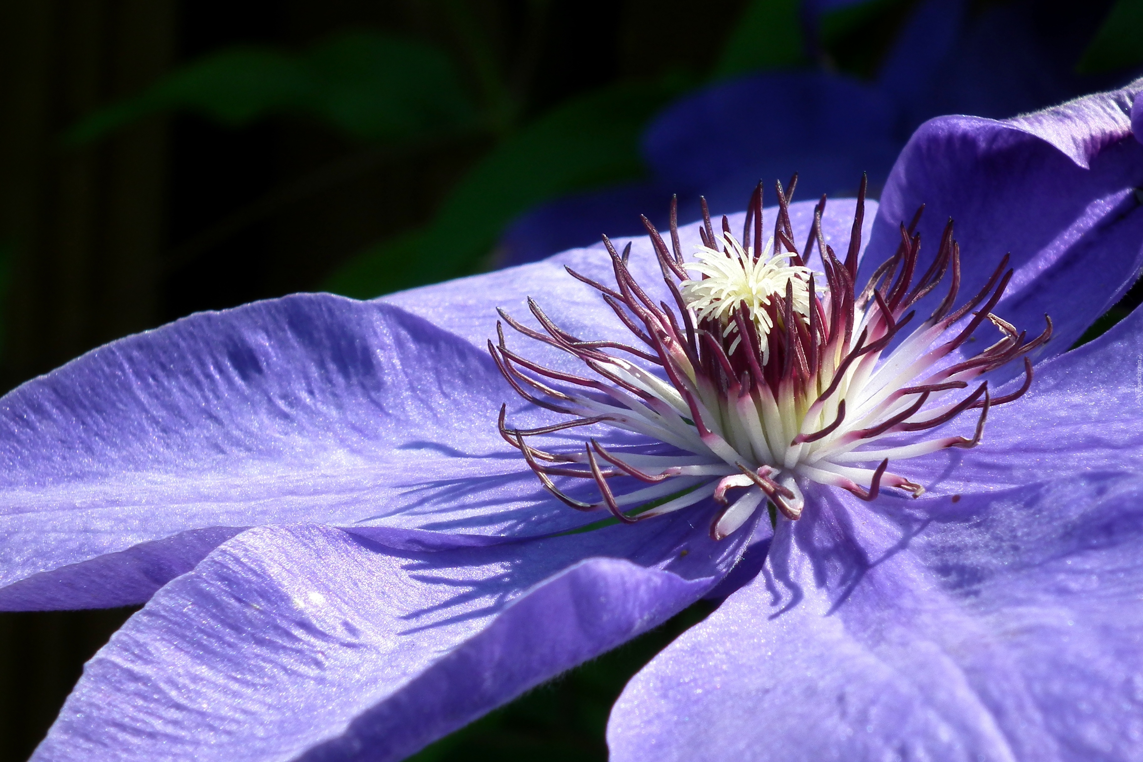 Przyroda, Kwiat, Clematis