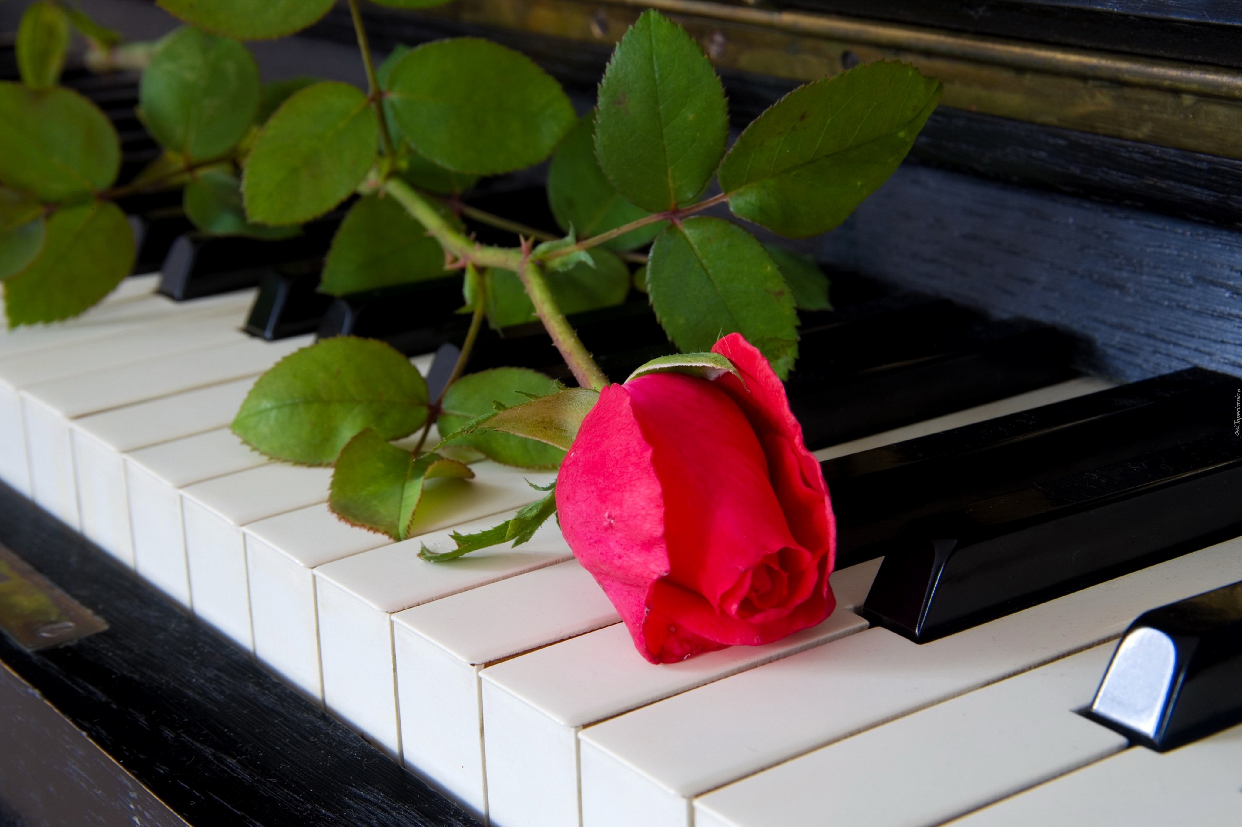 Замечательная мелодия. Цветы на рояле. Цветы на пианино. Пианино с цветами.