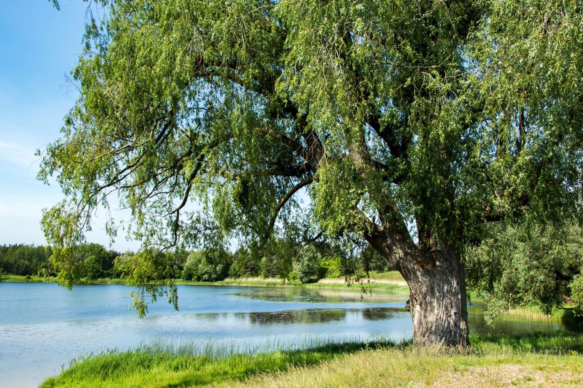 Jezioro, Drzewo, Zieleń