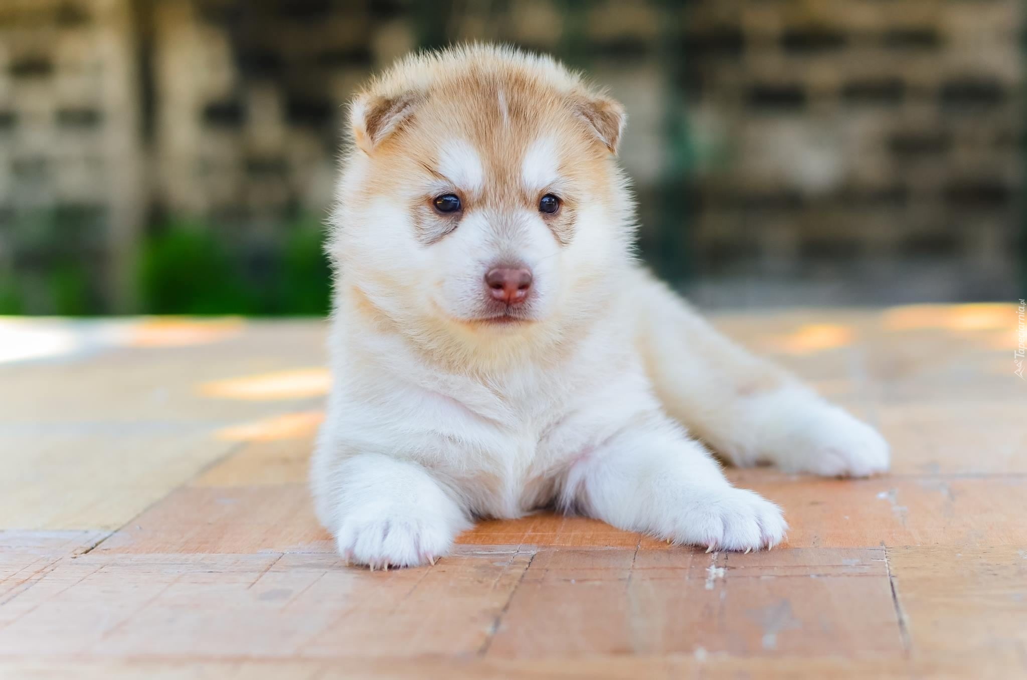 Pies, Szczeniak, Akita