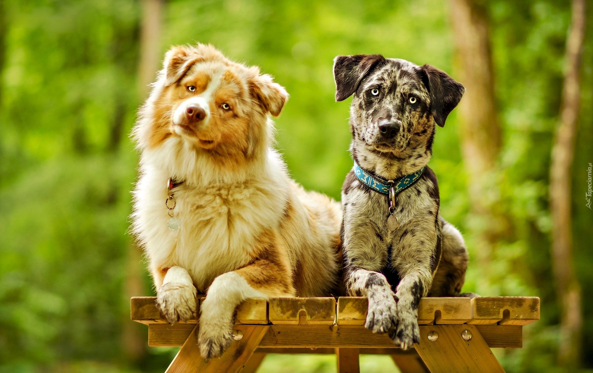 Owczarki australijskie-australian shepherd, Catahoula leopard dog, Ławka