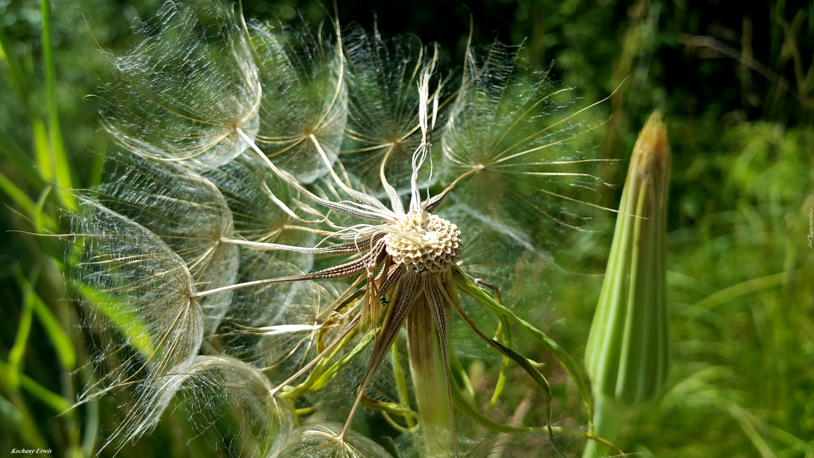 Kozibród, Dmuchawiec