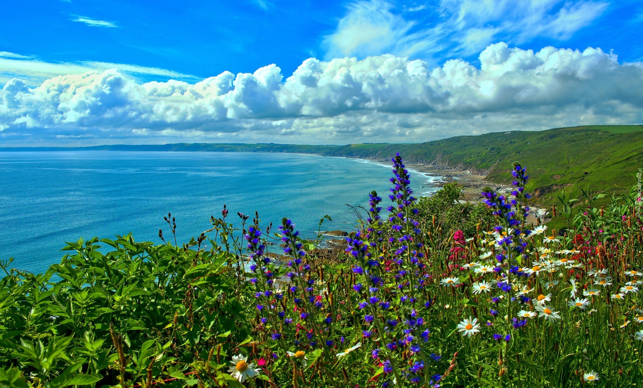 Kornwalia, Wybrzeże, Kwiaty, Morze,  Chmury, Anglia