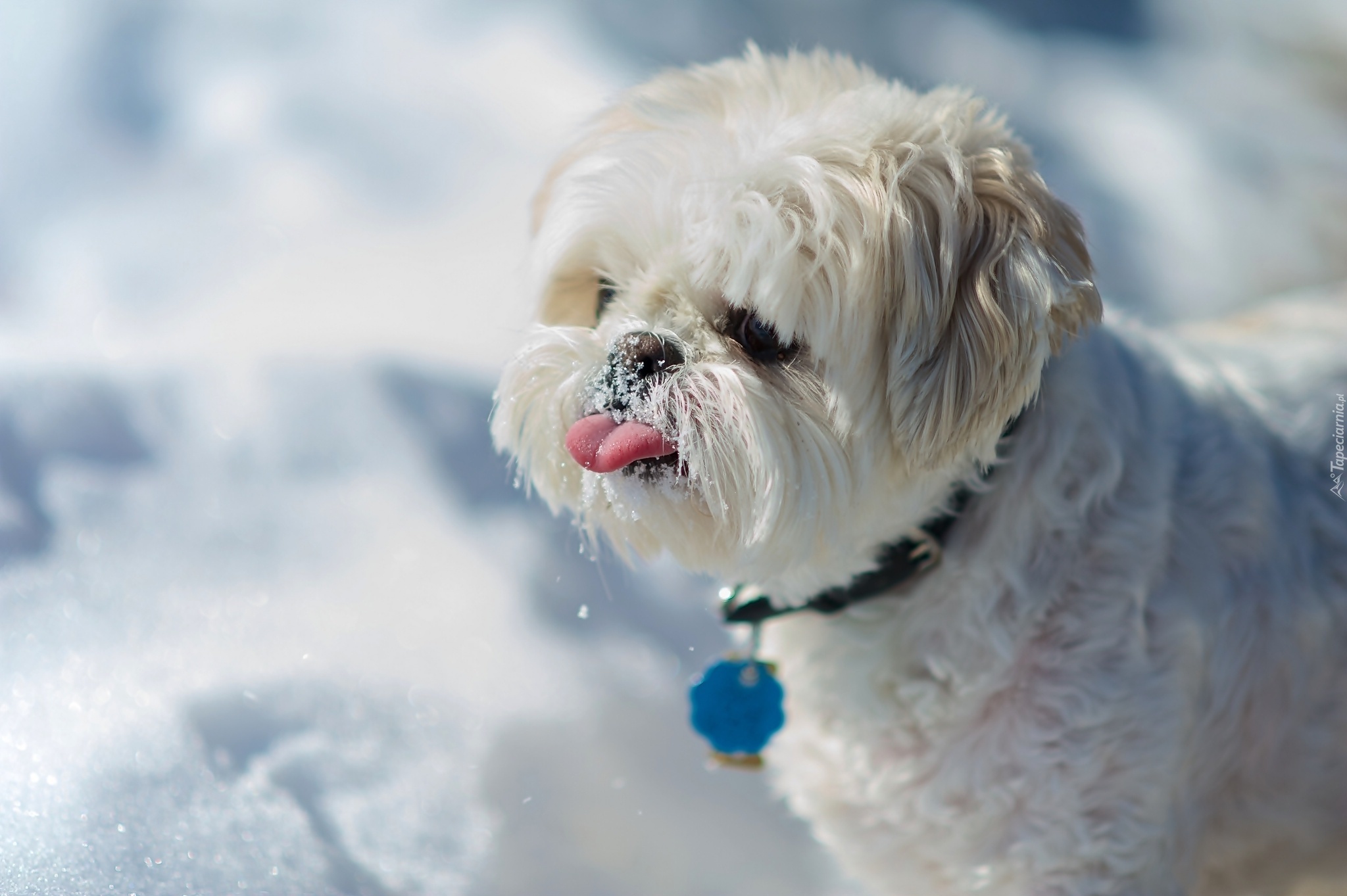 Słodki, Piesek, Shih Tzu, Język, Śnieg