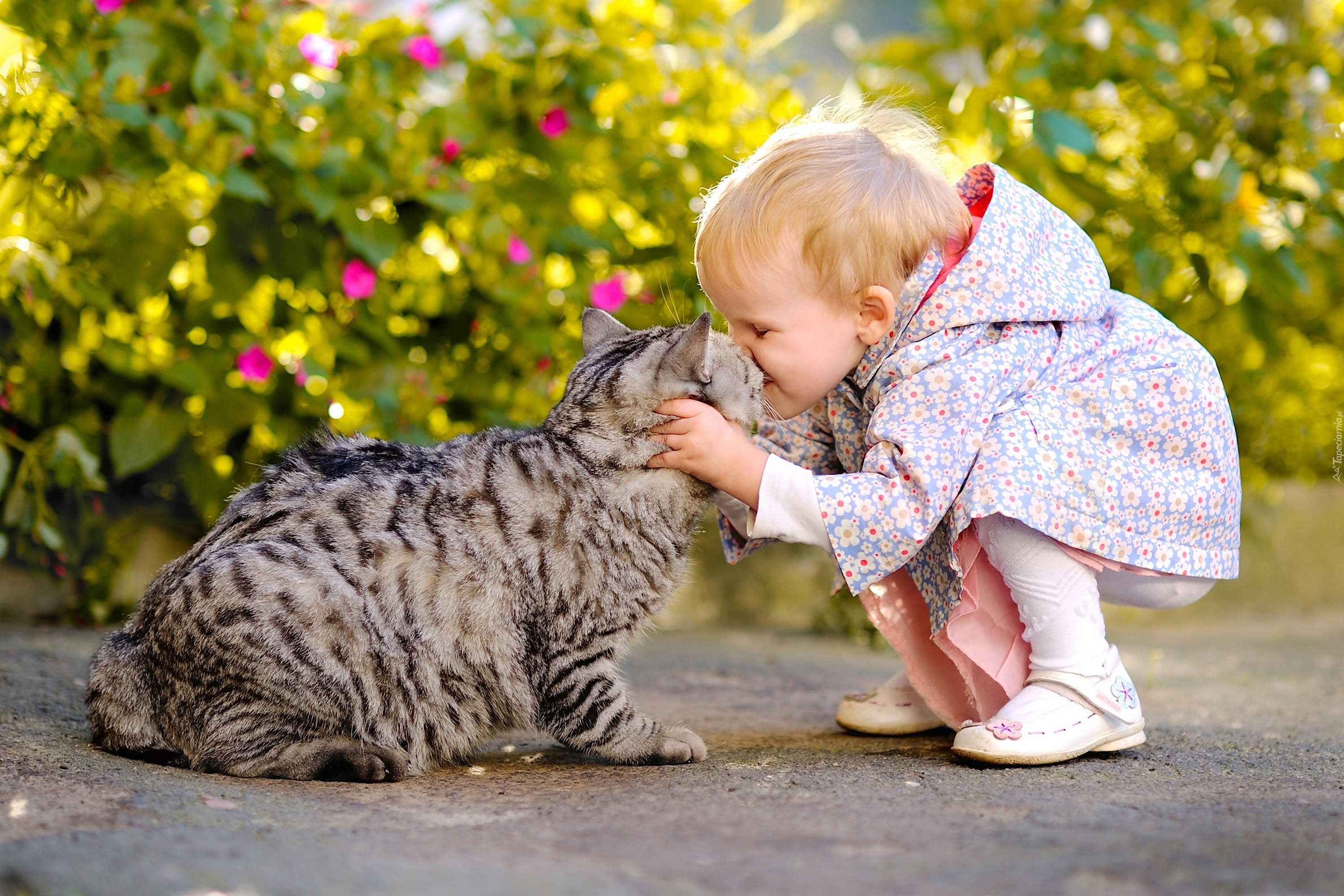 Kot, Dziecko, Przytulanie, Pocałunek