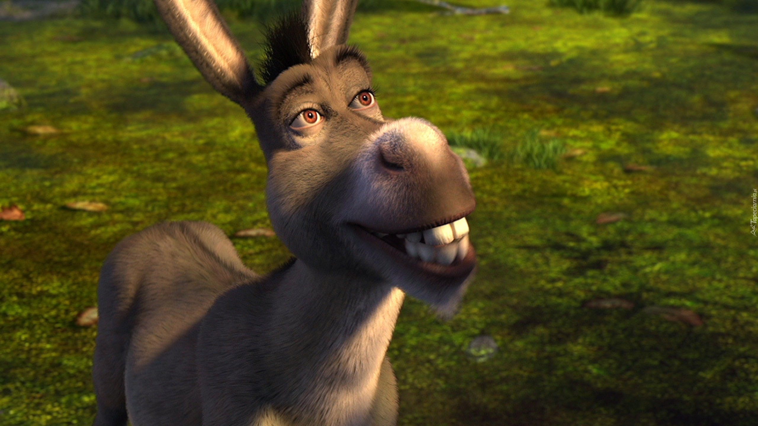 Osio Shrek Bajka Osio Shrek Bajka