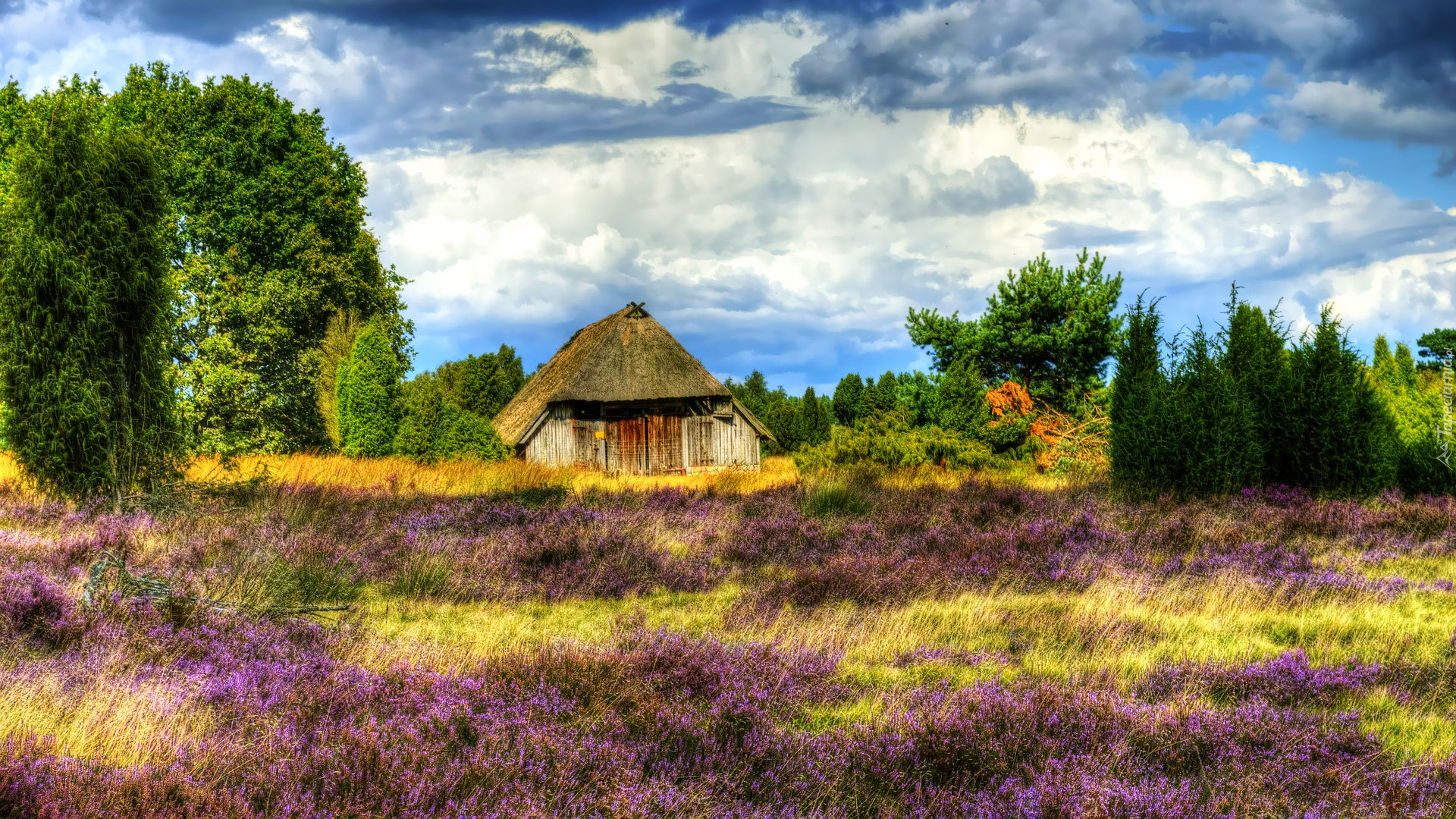 Niemcy, Lüneburg Heath, Pustać Lüneburska, Wrzosowisko, Dom