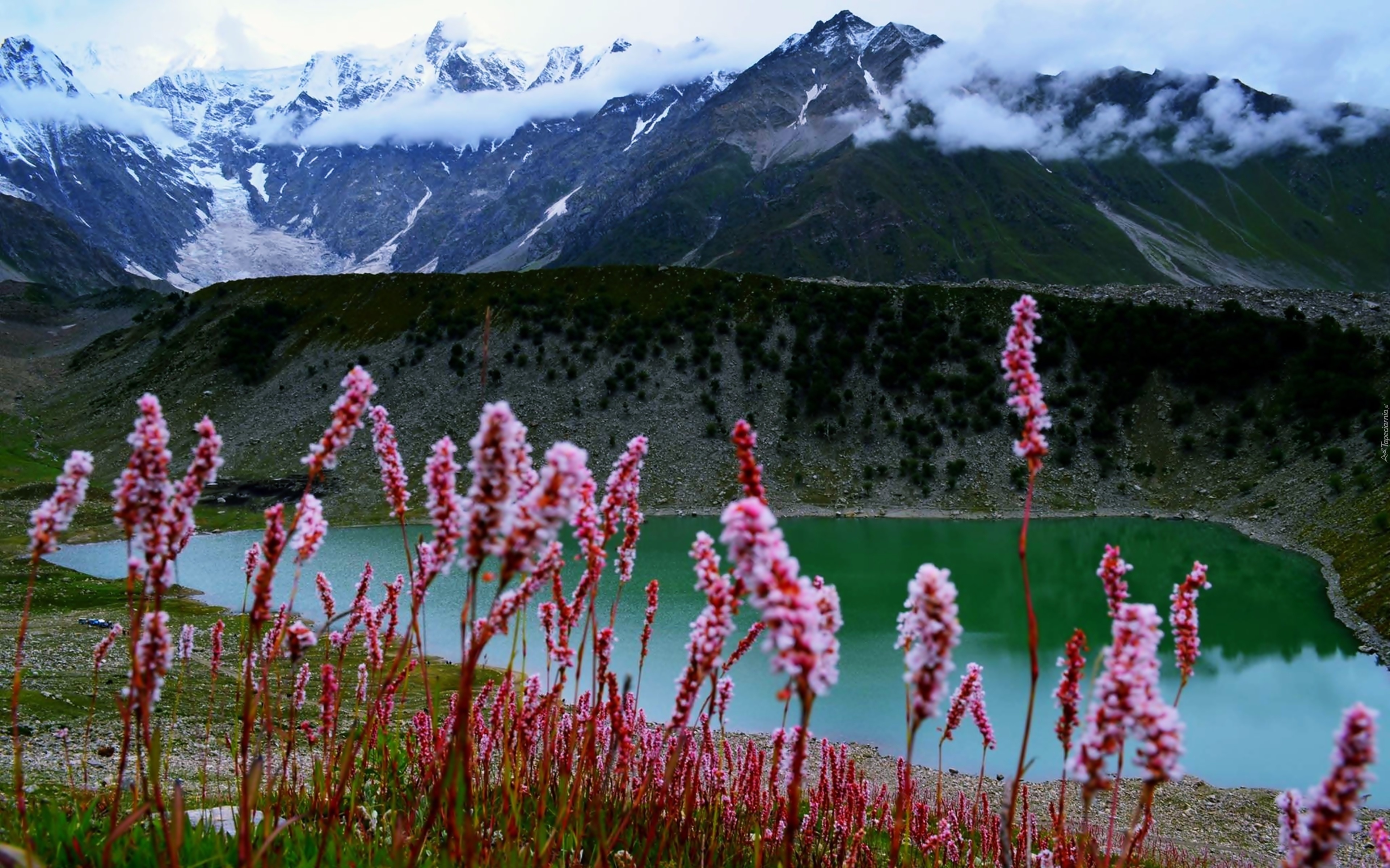 Góry, Jezioro, Kwiaty, Śnieg, Pakistan