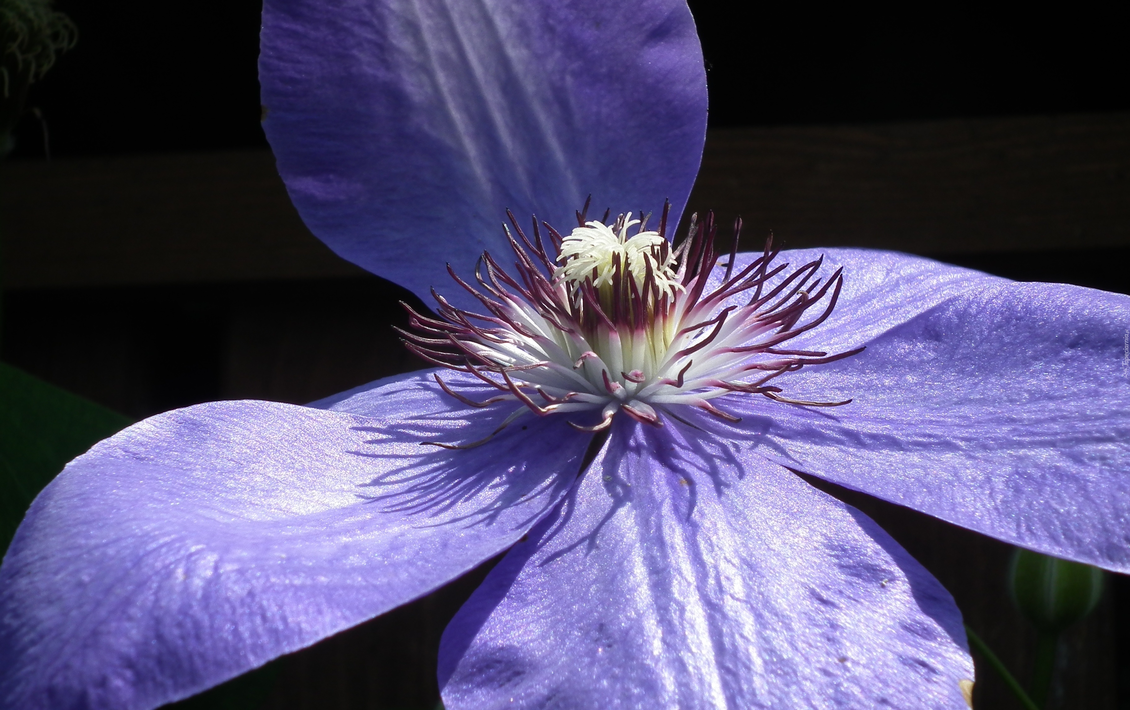 Przyroda, Kwiaty, Clematis