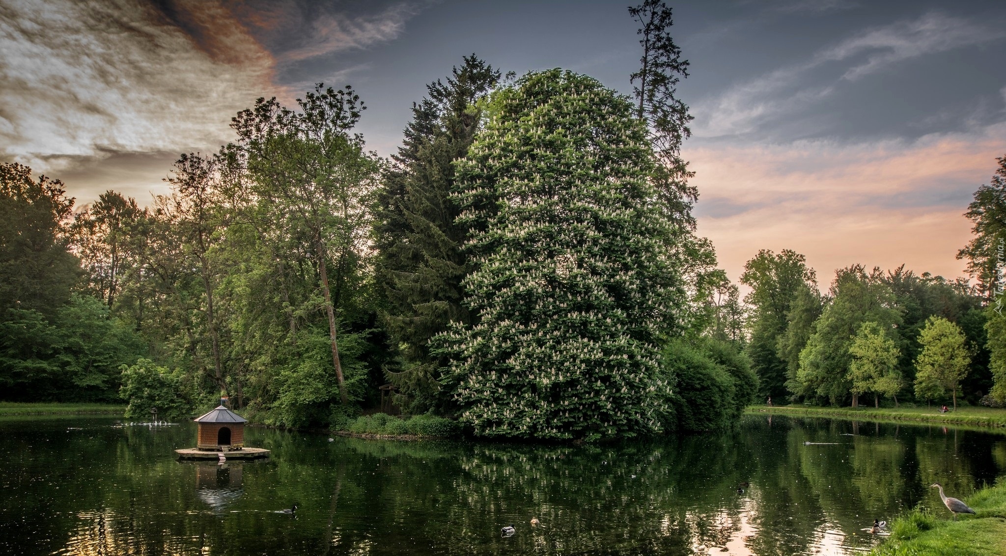 Park, Staw, Drzewa