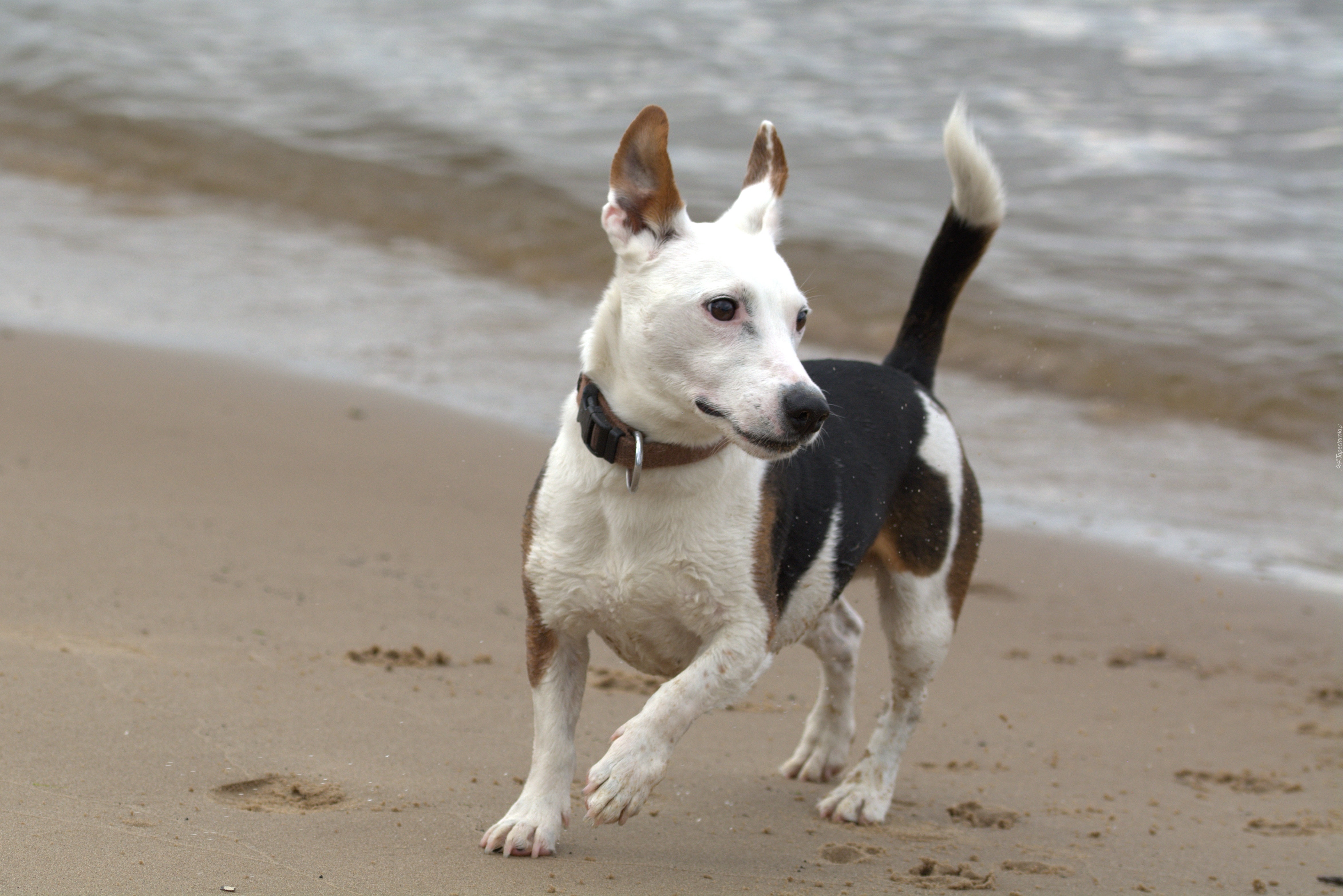 Pies, Jack, Russell Terrier