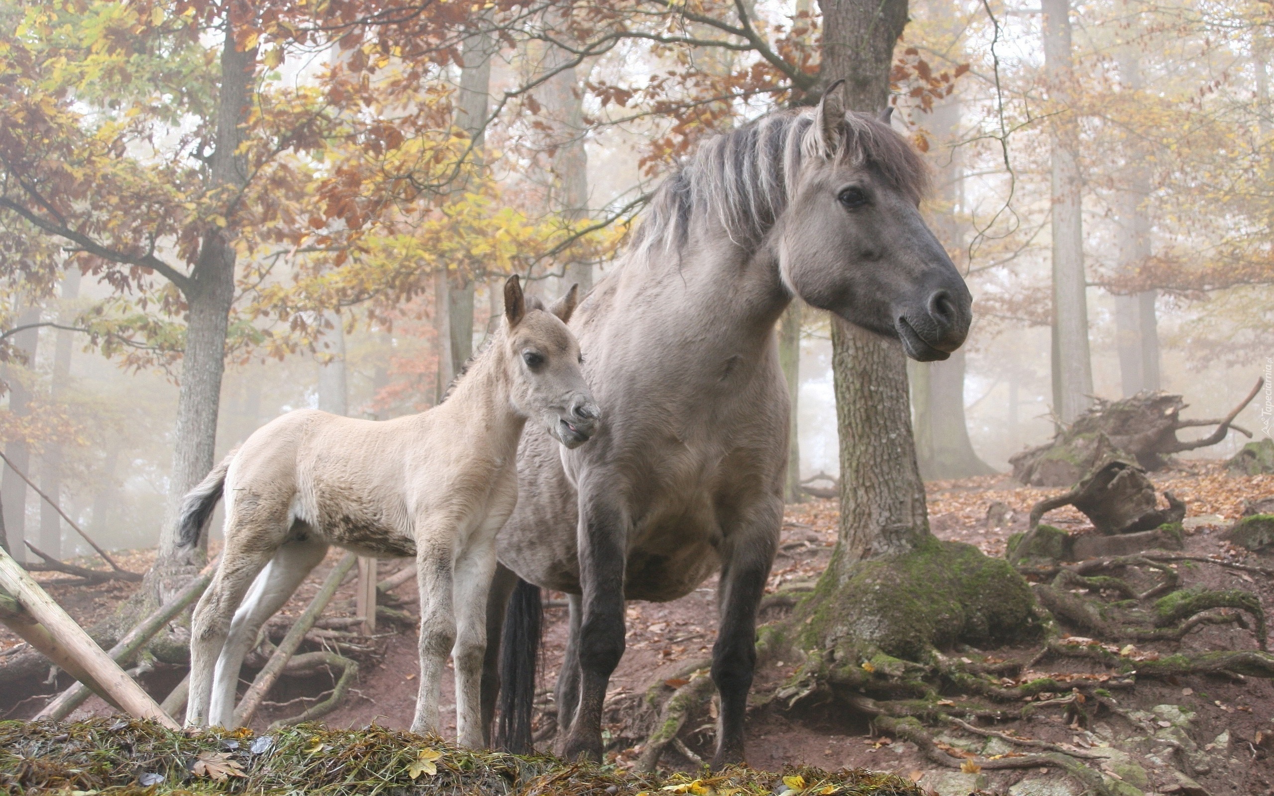 Koń, Źrebak, Las, Mgła