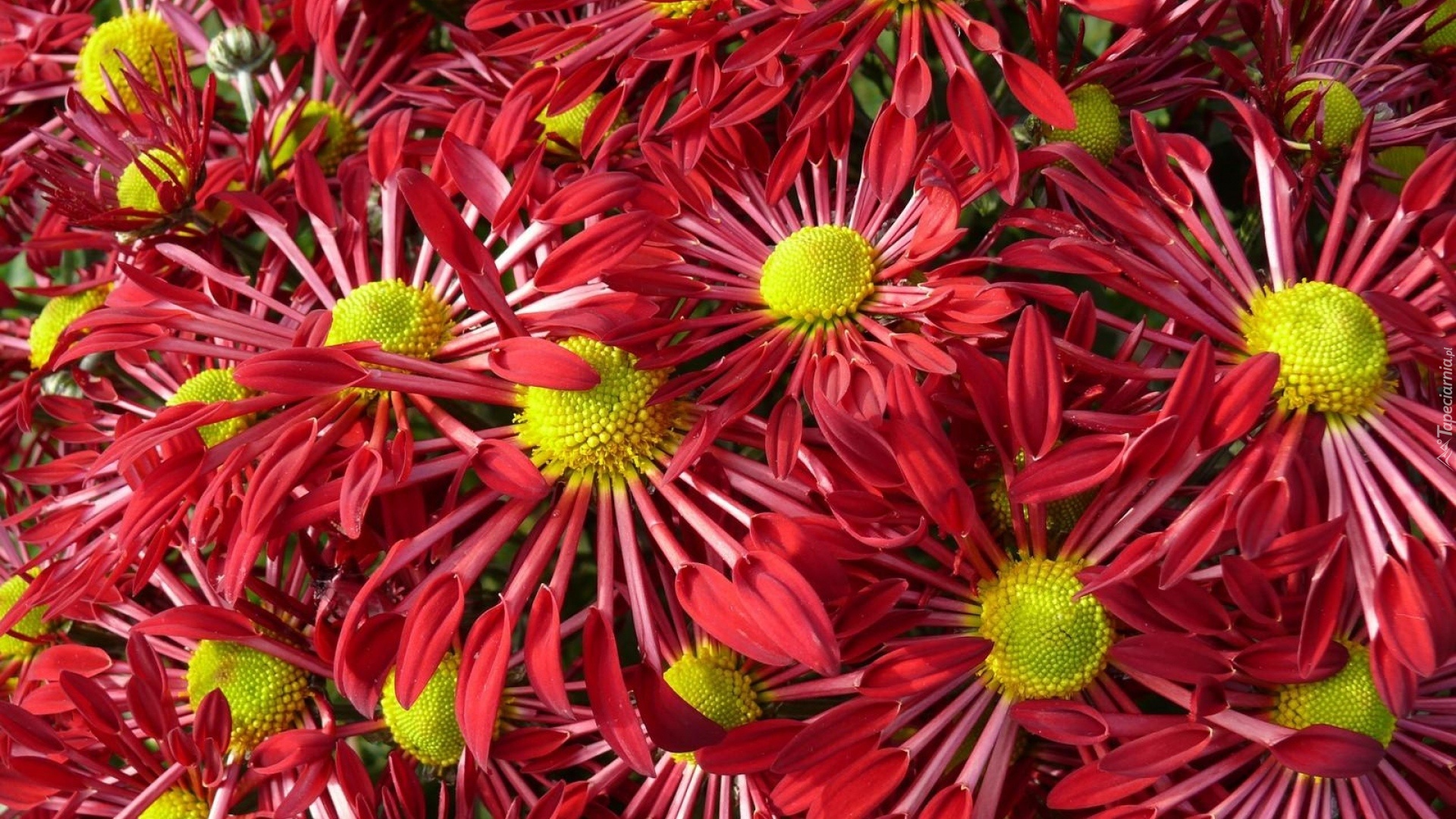 Kwiaty