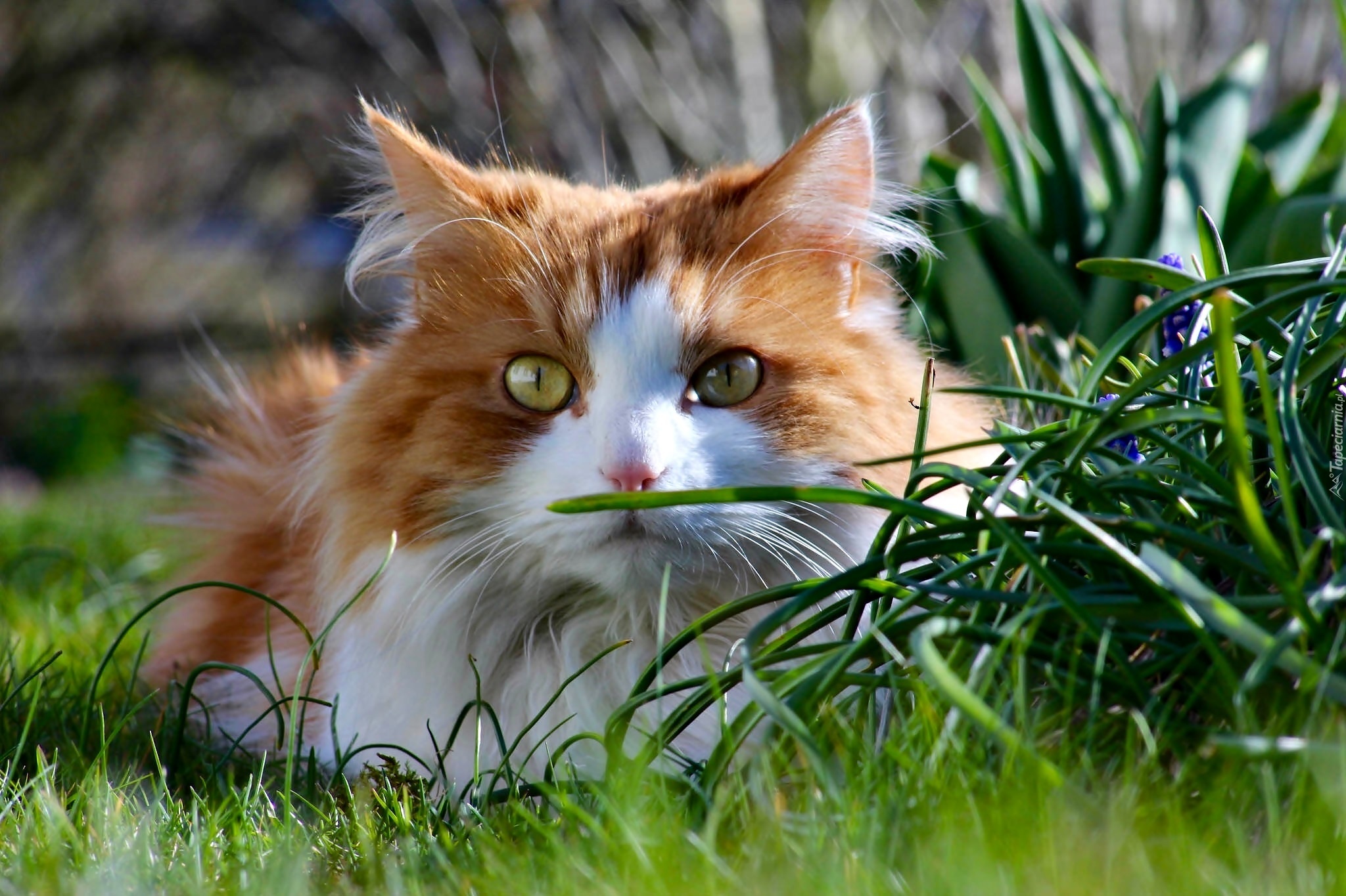 Kot Maine coon