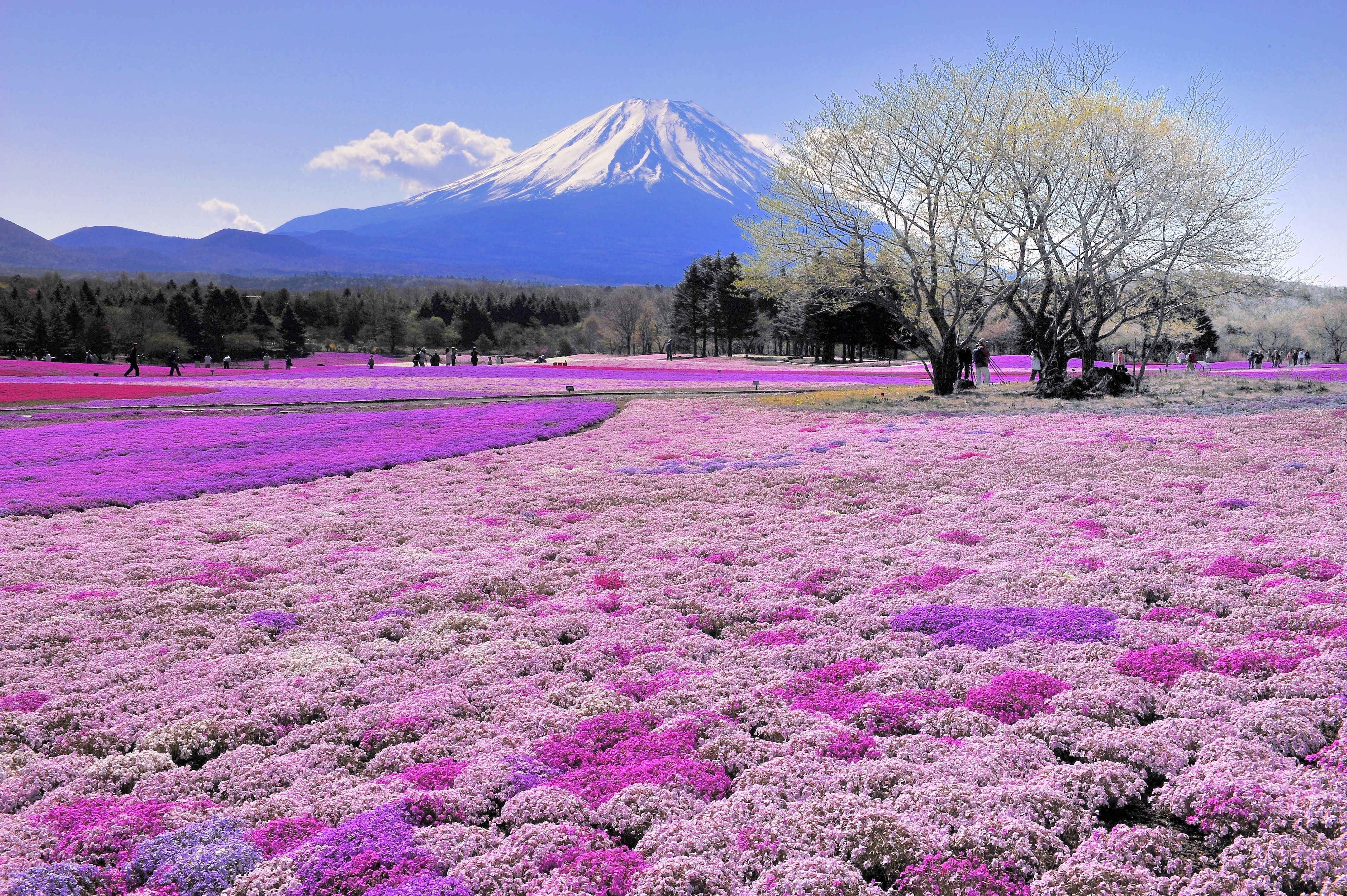 Fuji, Japonia