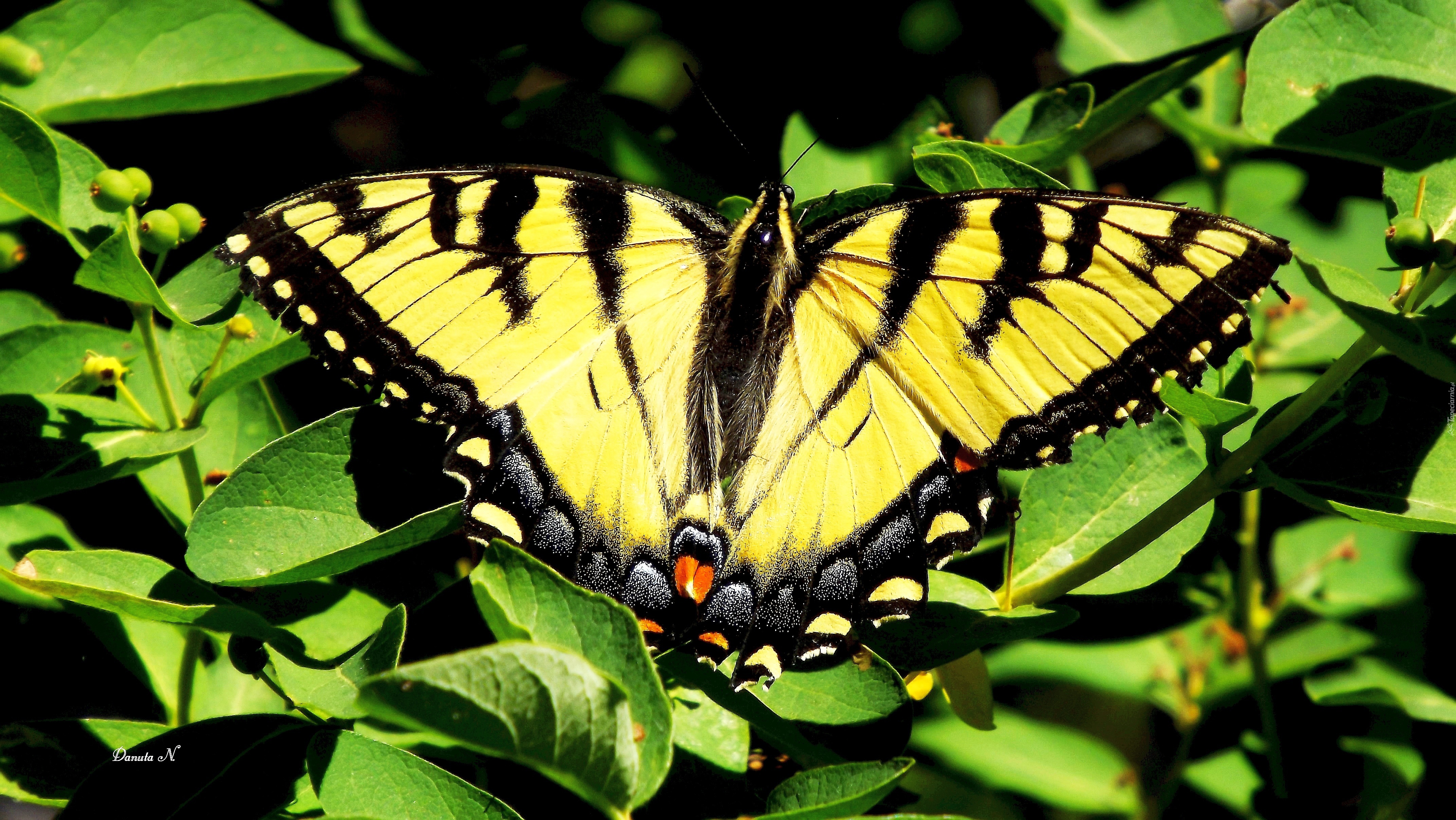 Motyl, Paź, Żeglarz