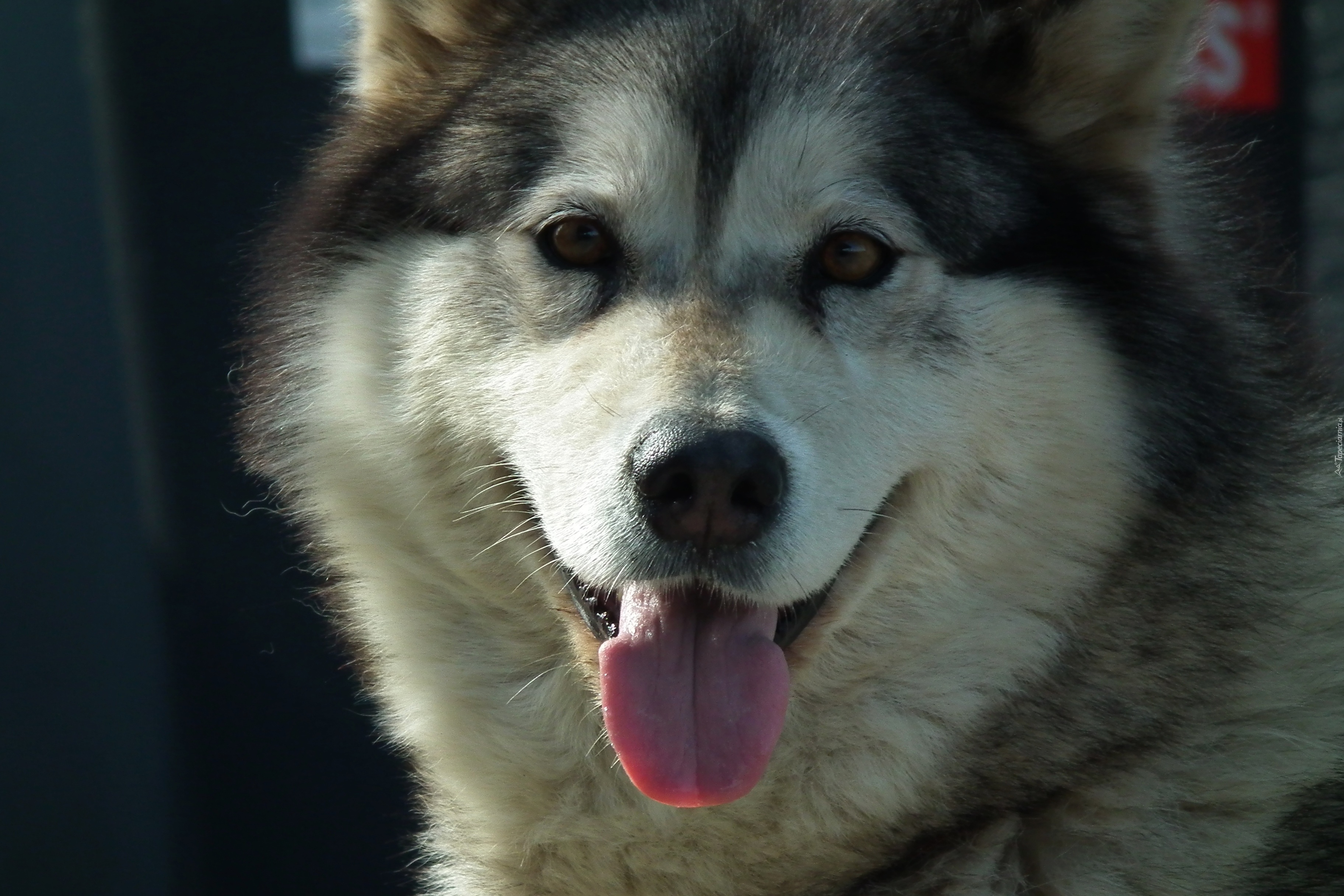 Pies, Alaskan Malamute