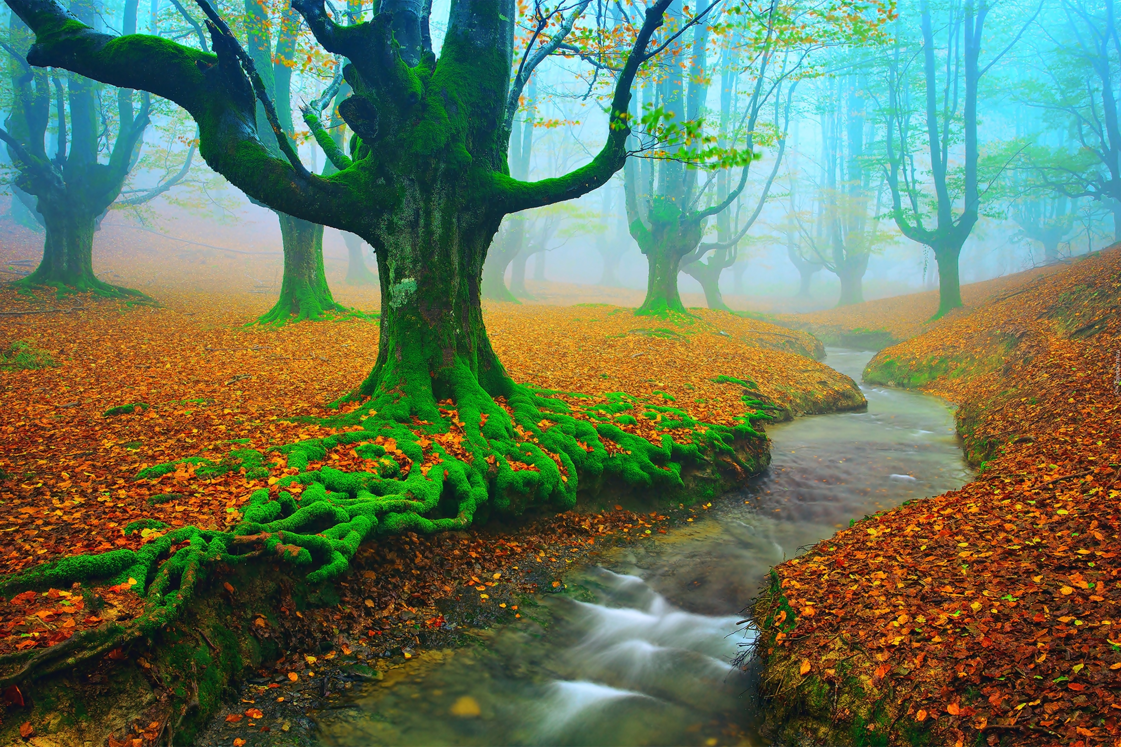 Hiszpania, Park Narodowy Gorbea, Rzeka, Las, Jesień, Liście