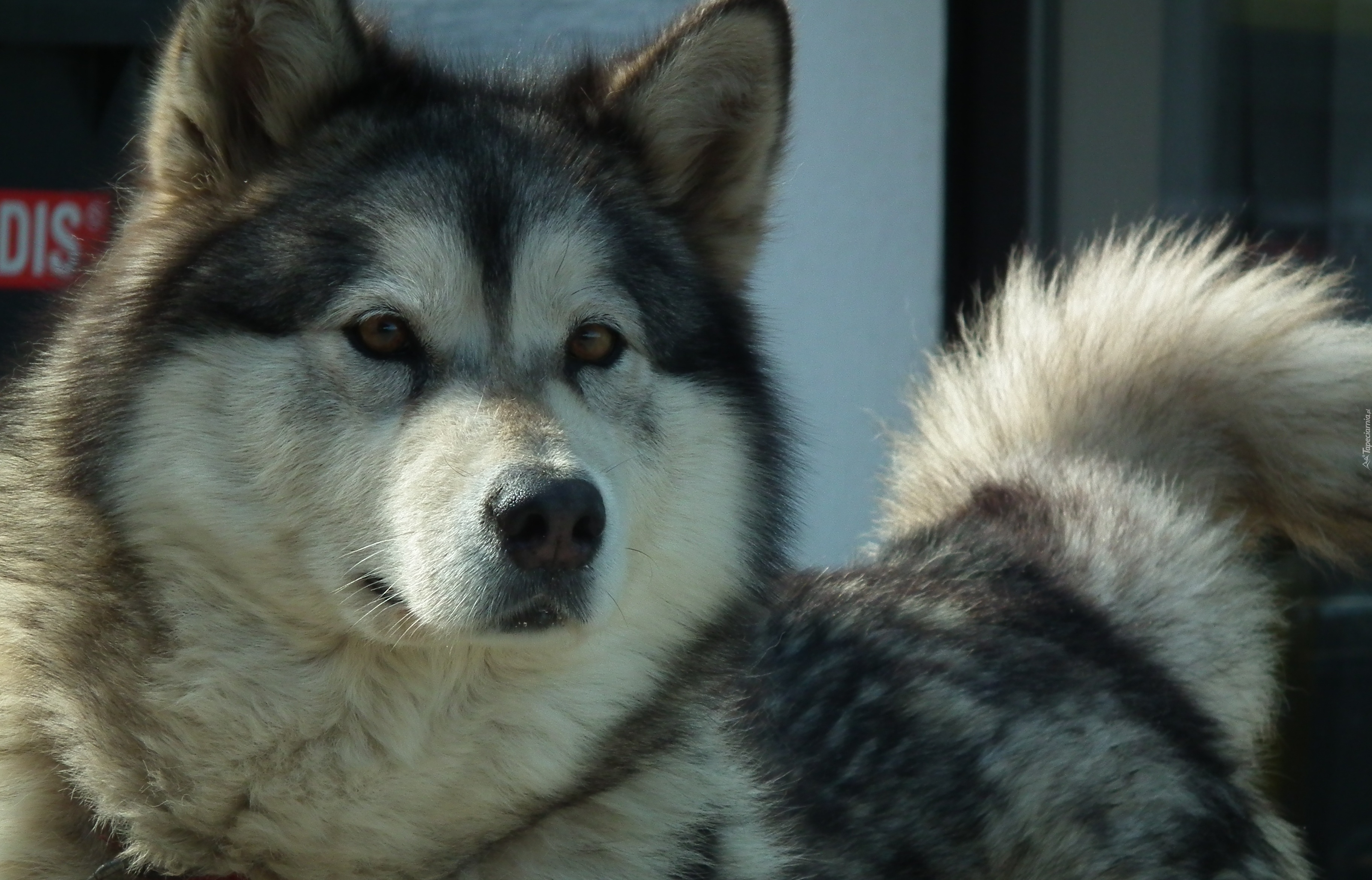 Pies, Alaskan Malamute