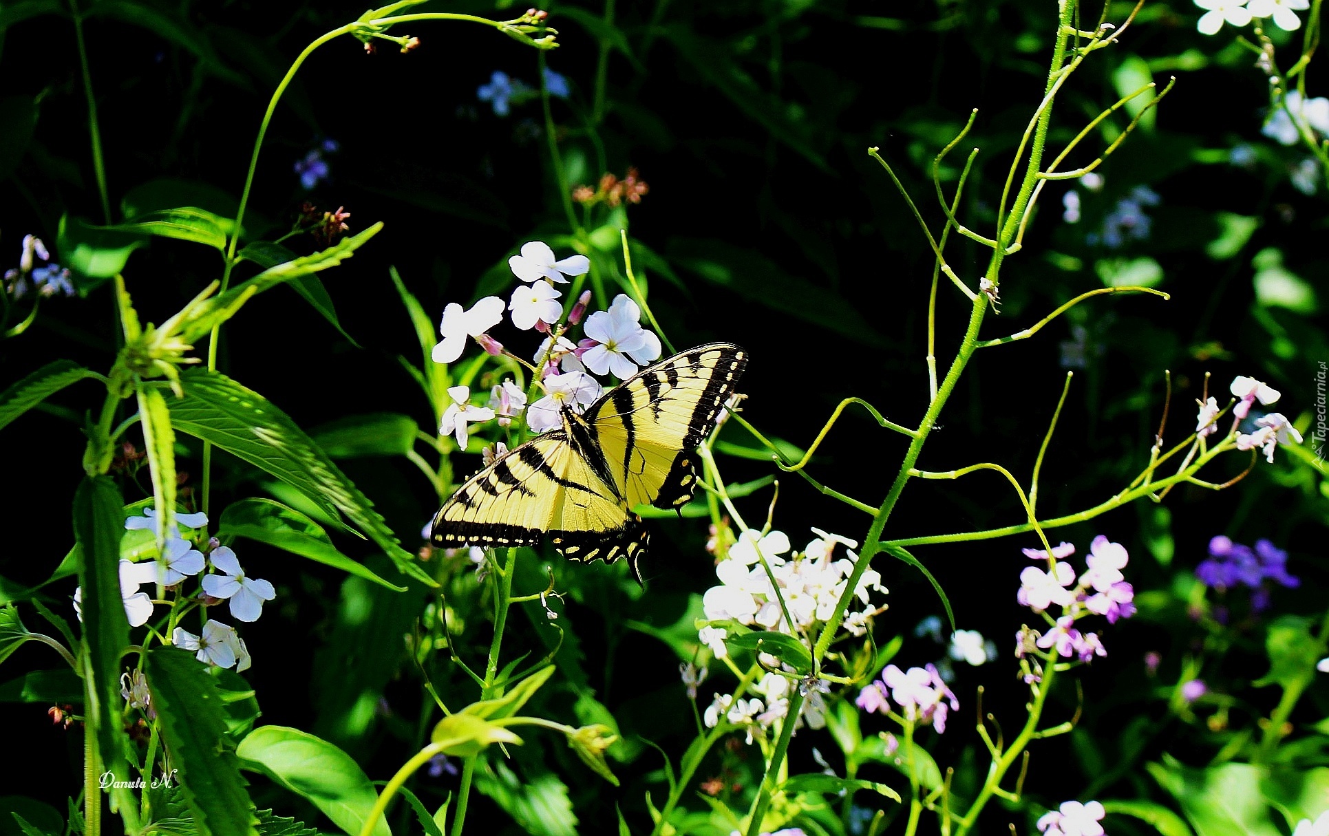 Motyl, Paź, Żeglarz, Floksy