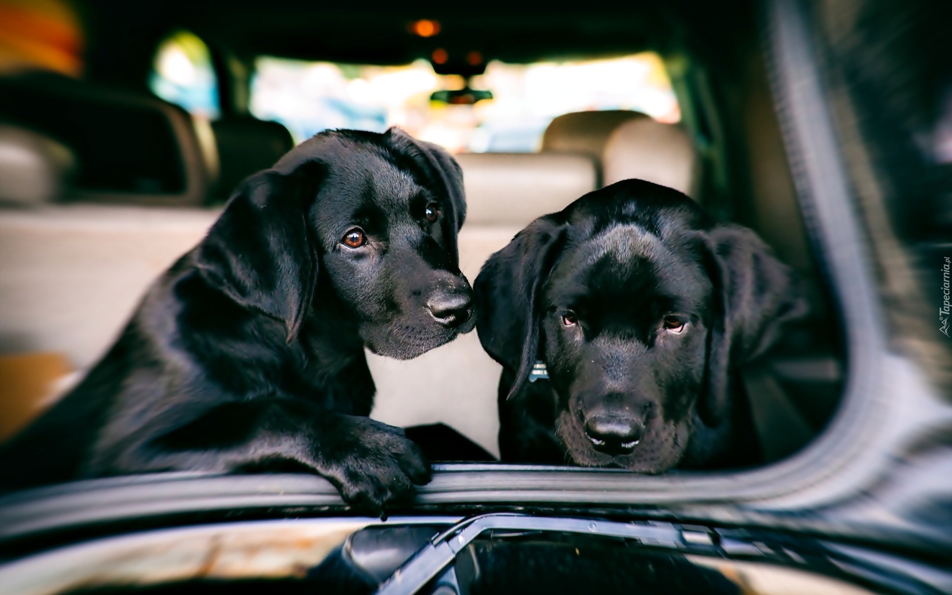 Dwa, Czarne, Psy, Labrador Retriever, Samochód