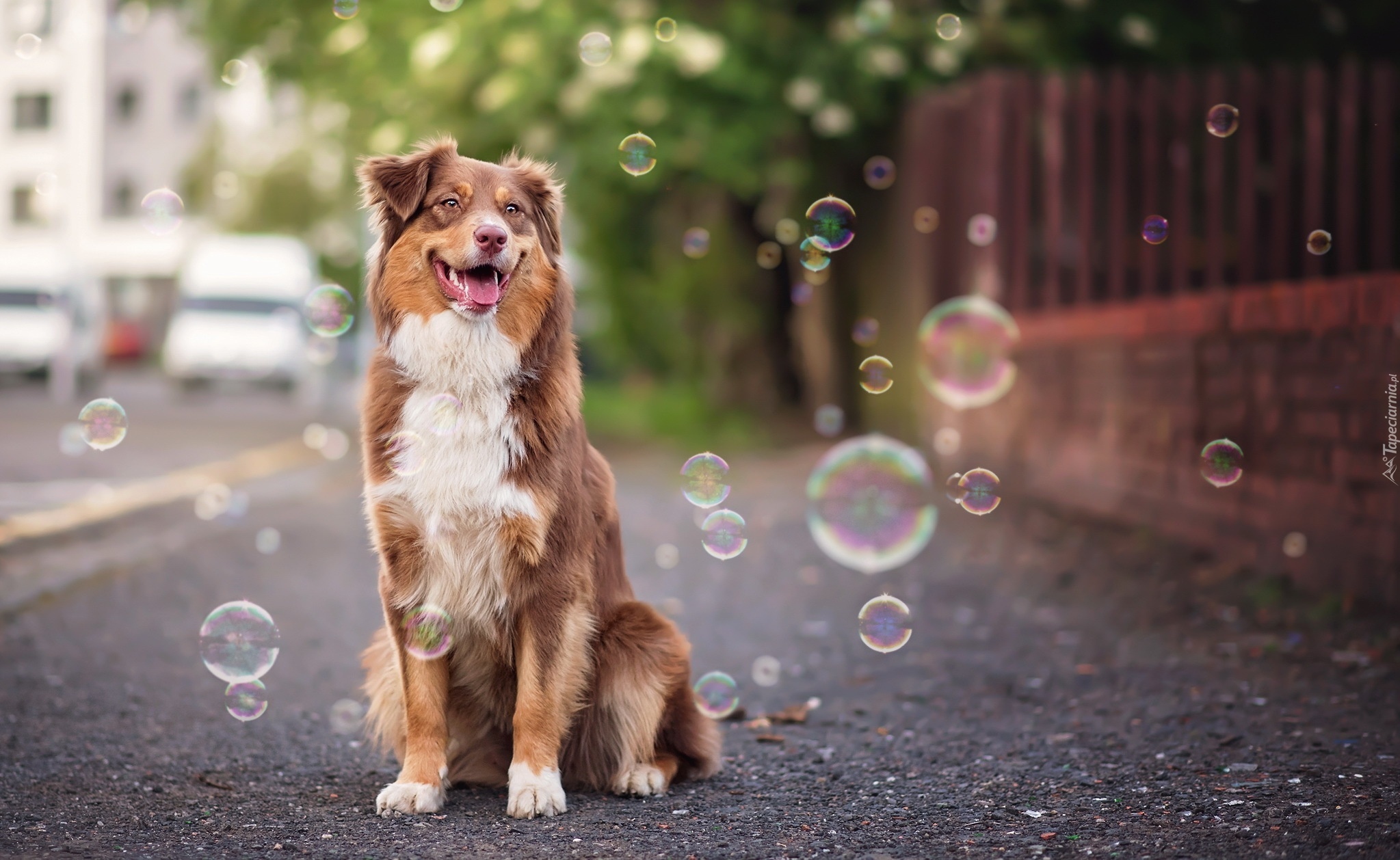 Bańki, Mydlane, Owczarek australijski, Australian shepherd