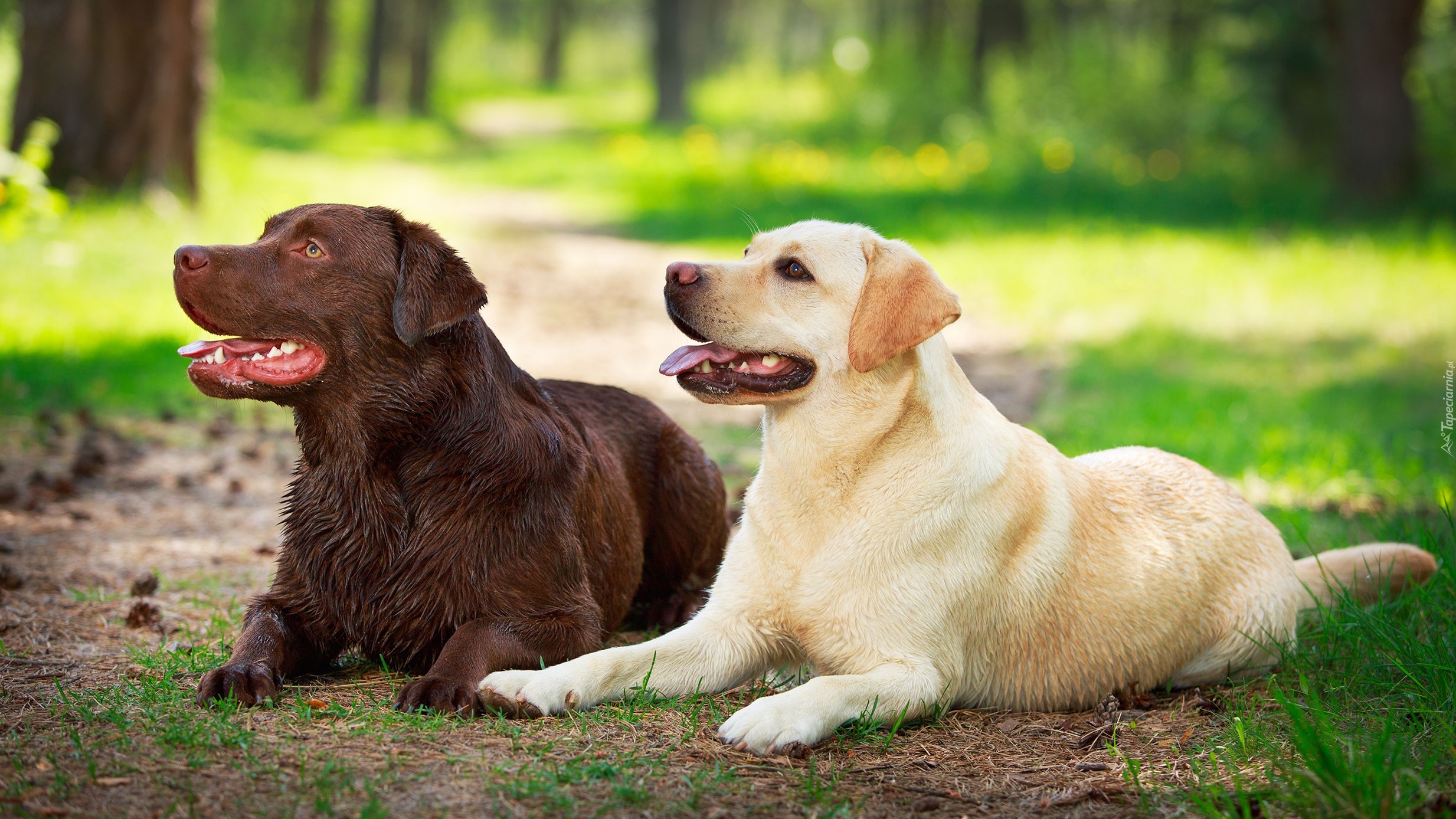 Dwa, Labradory Retriever

