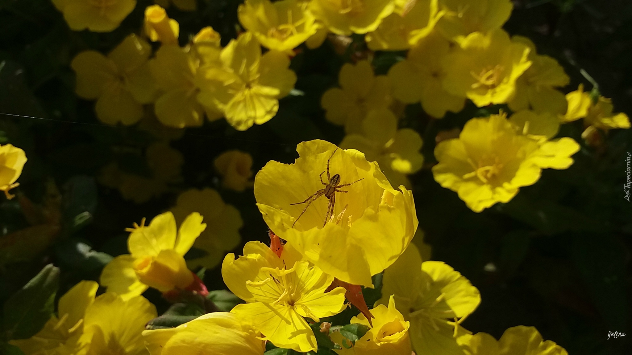 Żółte, Kwiaty, Wiesiołek, Pająk