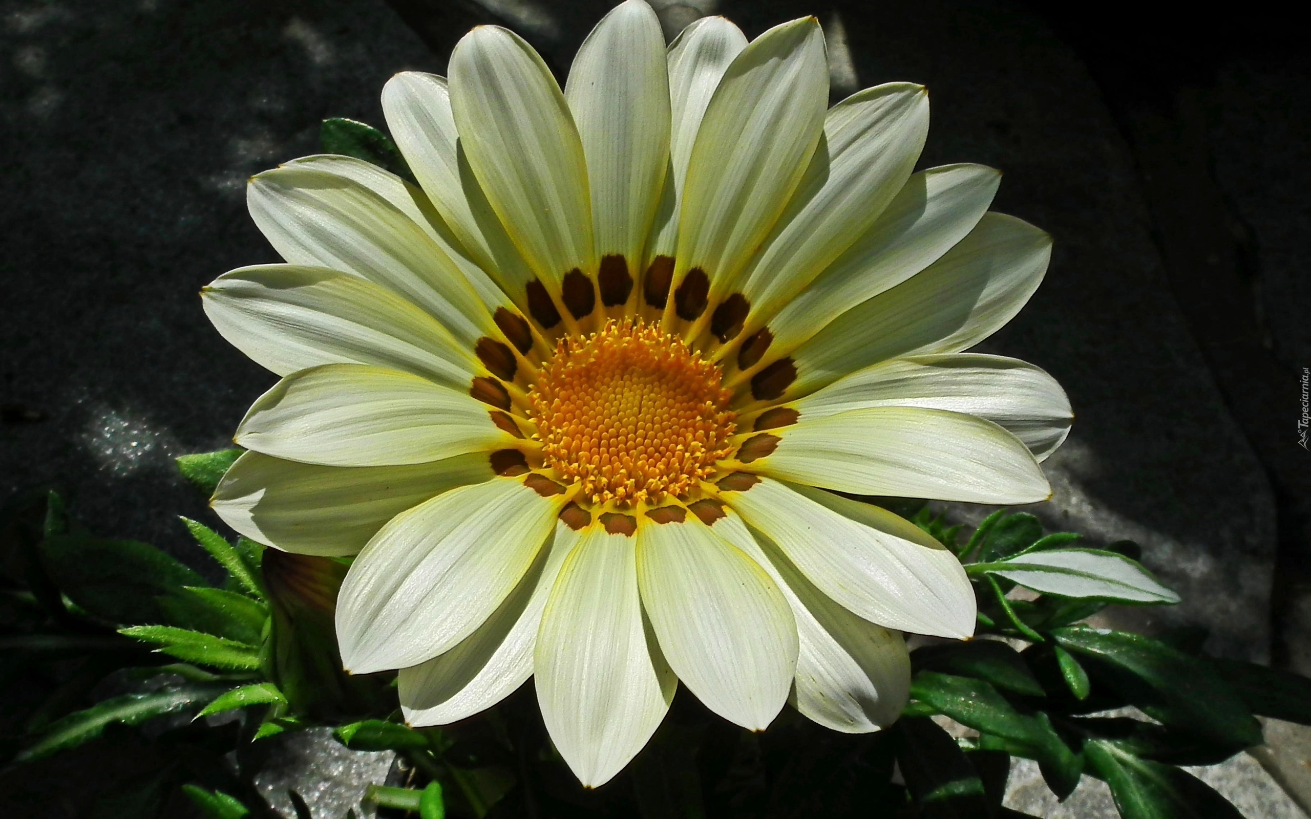 Kwiat, Gazania