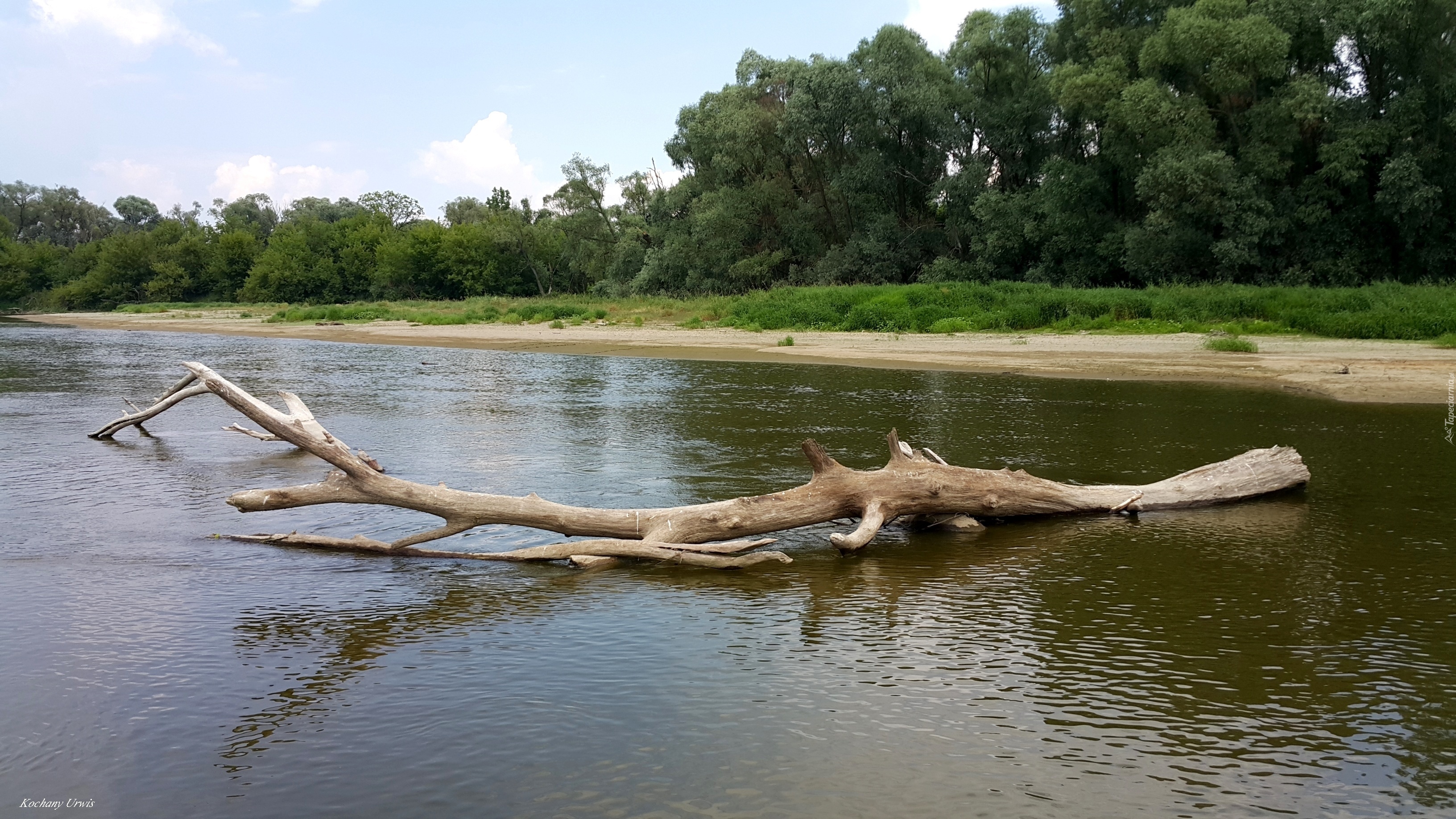 Rzeka, Drzewa, Złamany, Konar