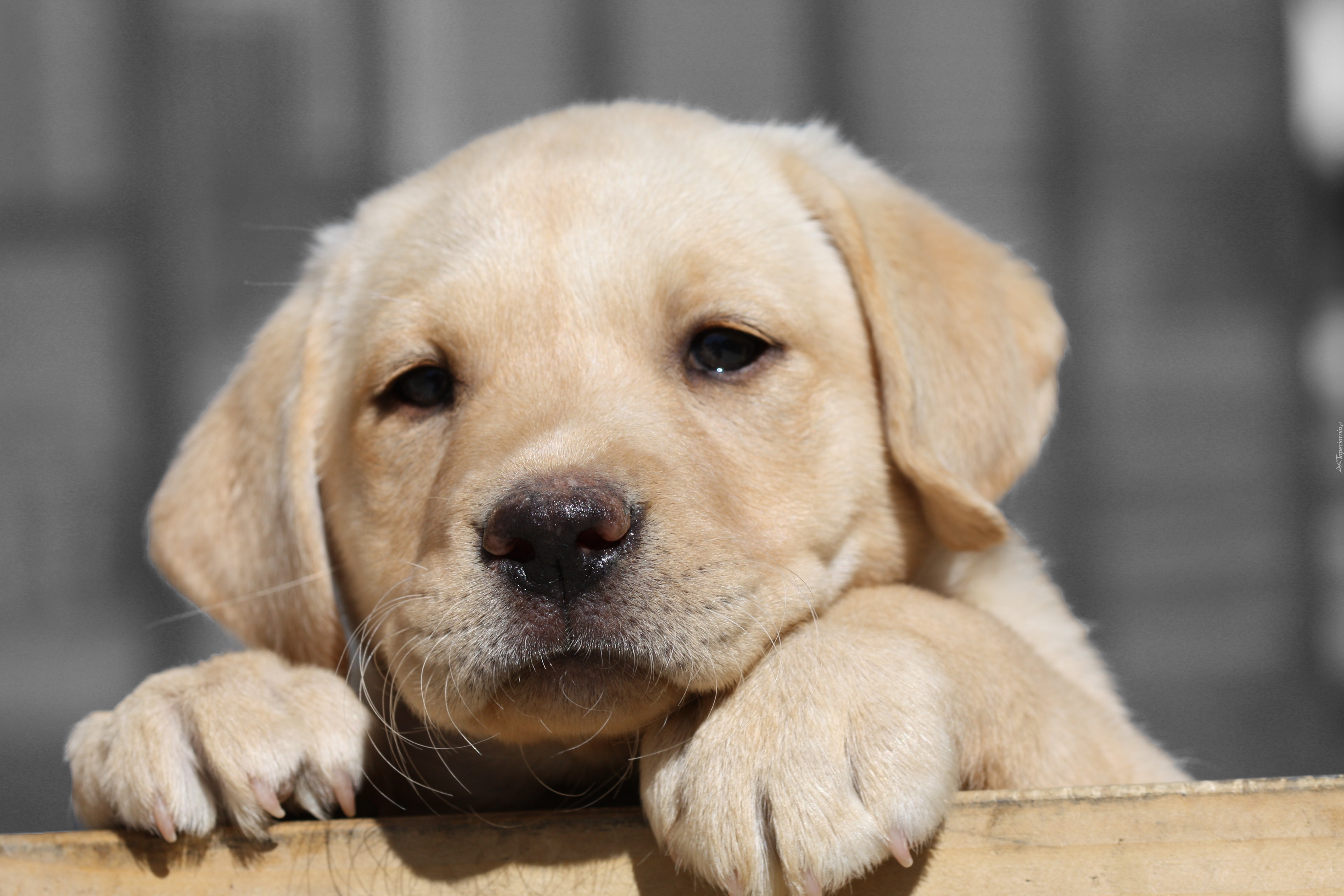 Labrador Retriever