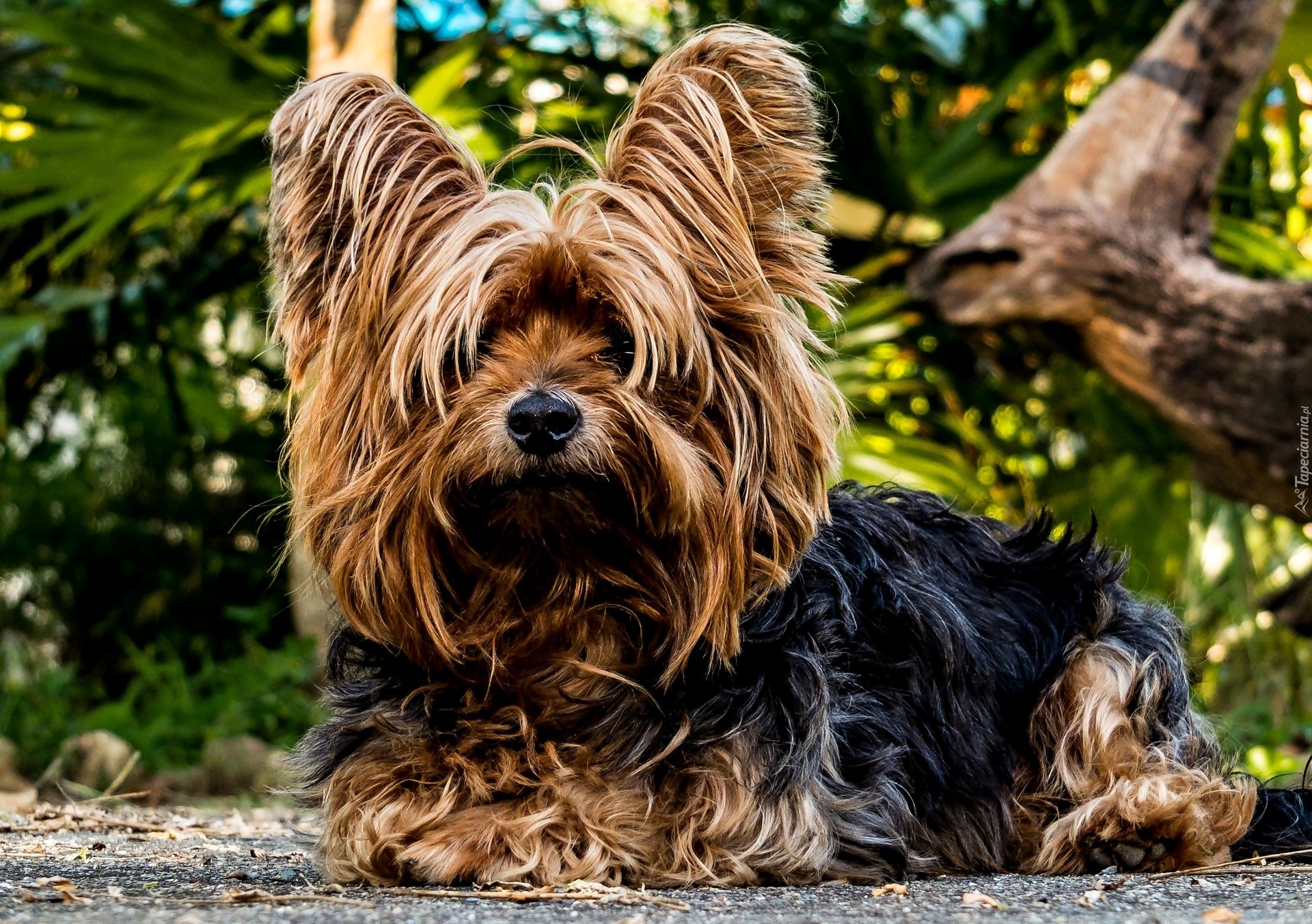 Pies, Yorkshire, Terrier