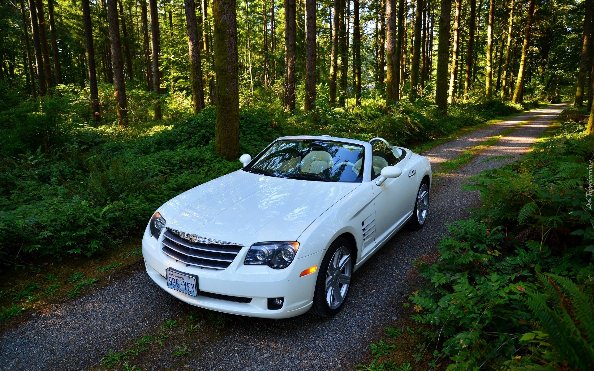 Las, Drzewa, Droga, Samochód, Biały, Chrysler, Crossfire, Kabriolet