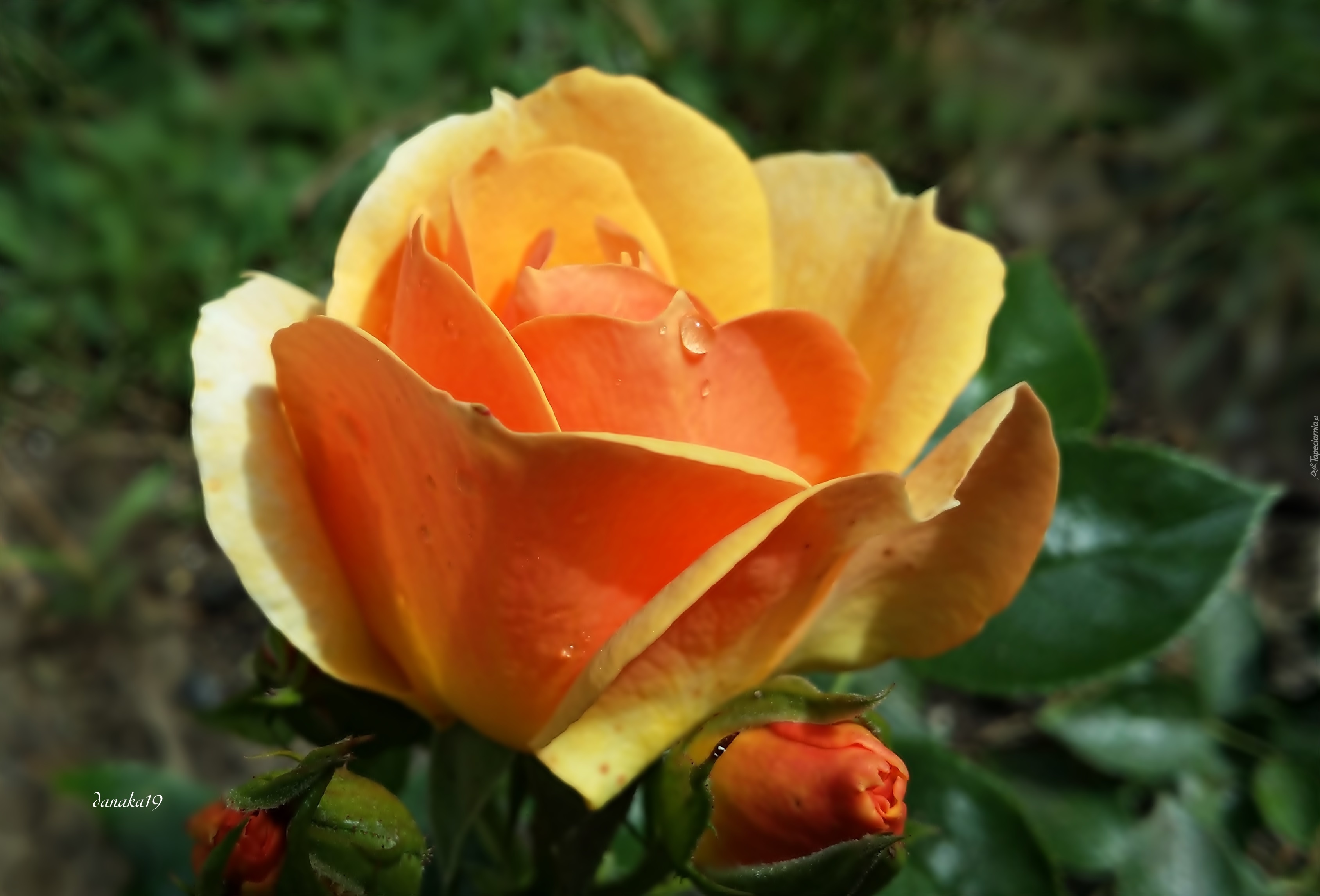 Żółto, Pomarańczowa, Róża