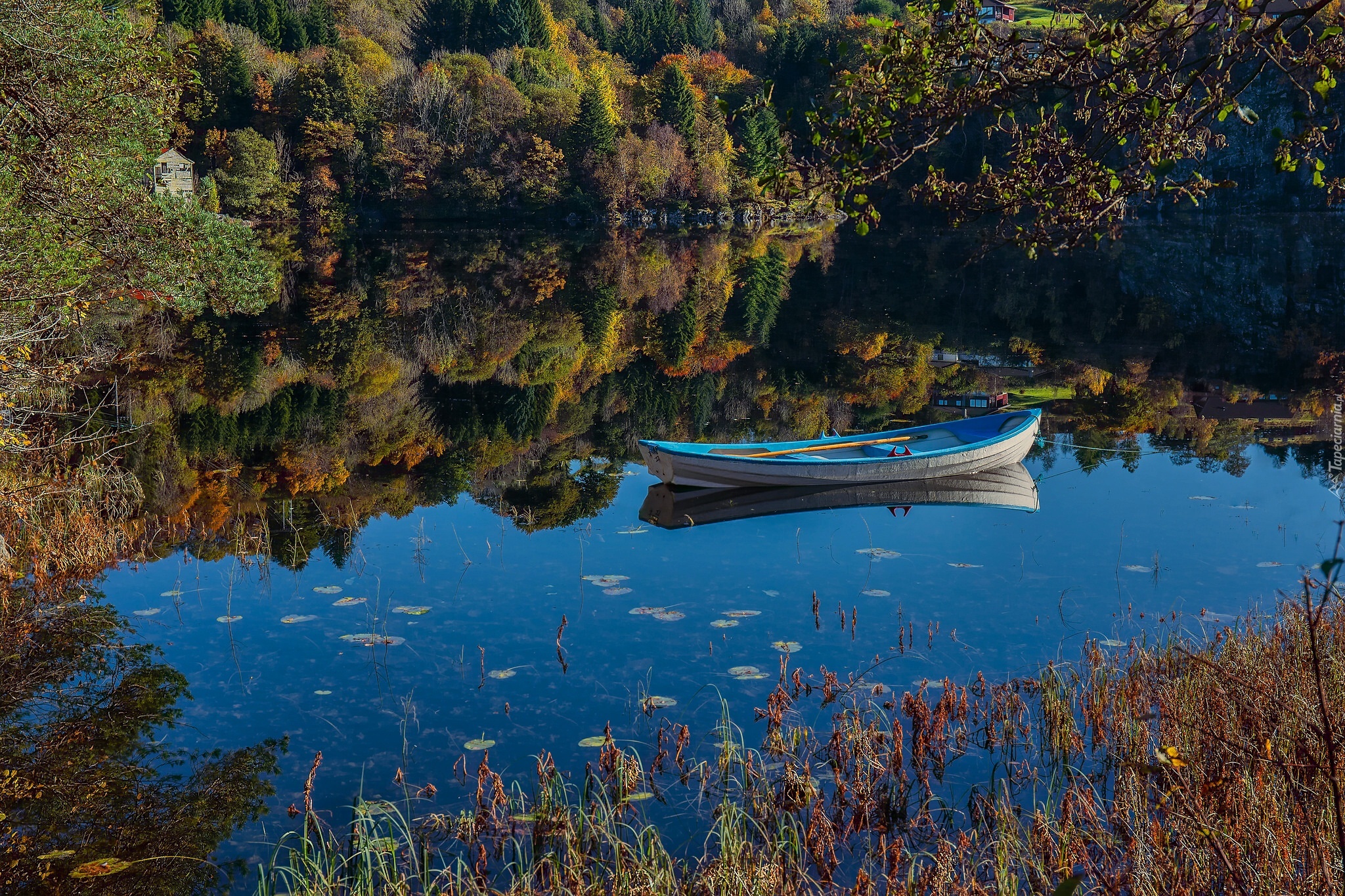 Можно ли на лодке на озере. Лодка на озере. Озеро лодка лес. Озеро Лесное лодка. Лодка дерево.