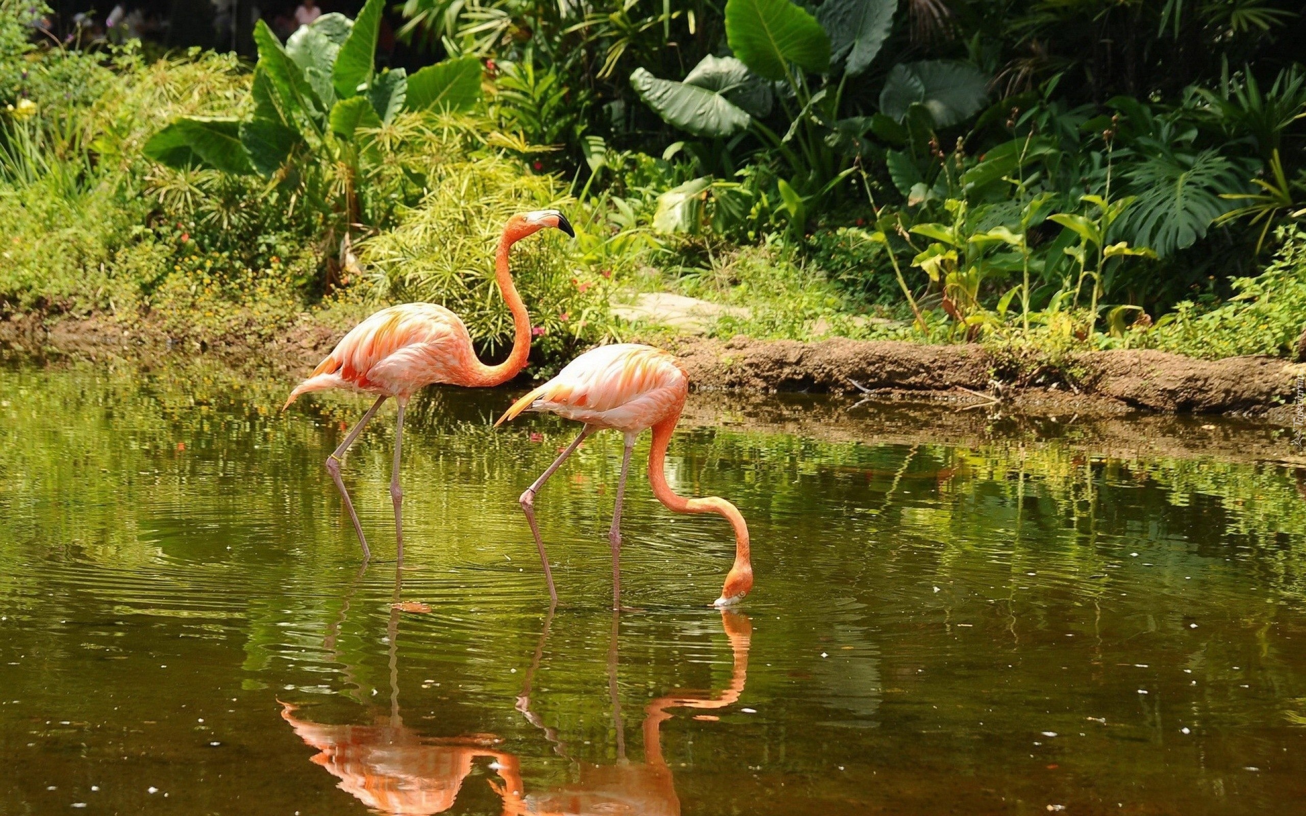 Flamingi, Jezioro