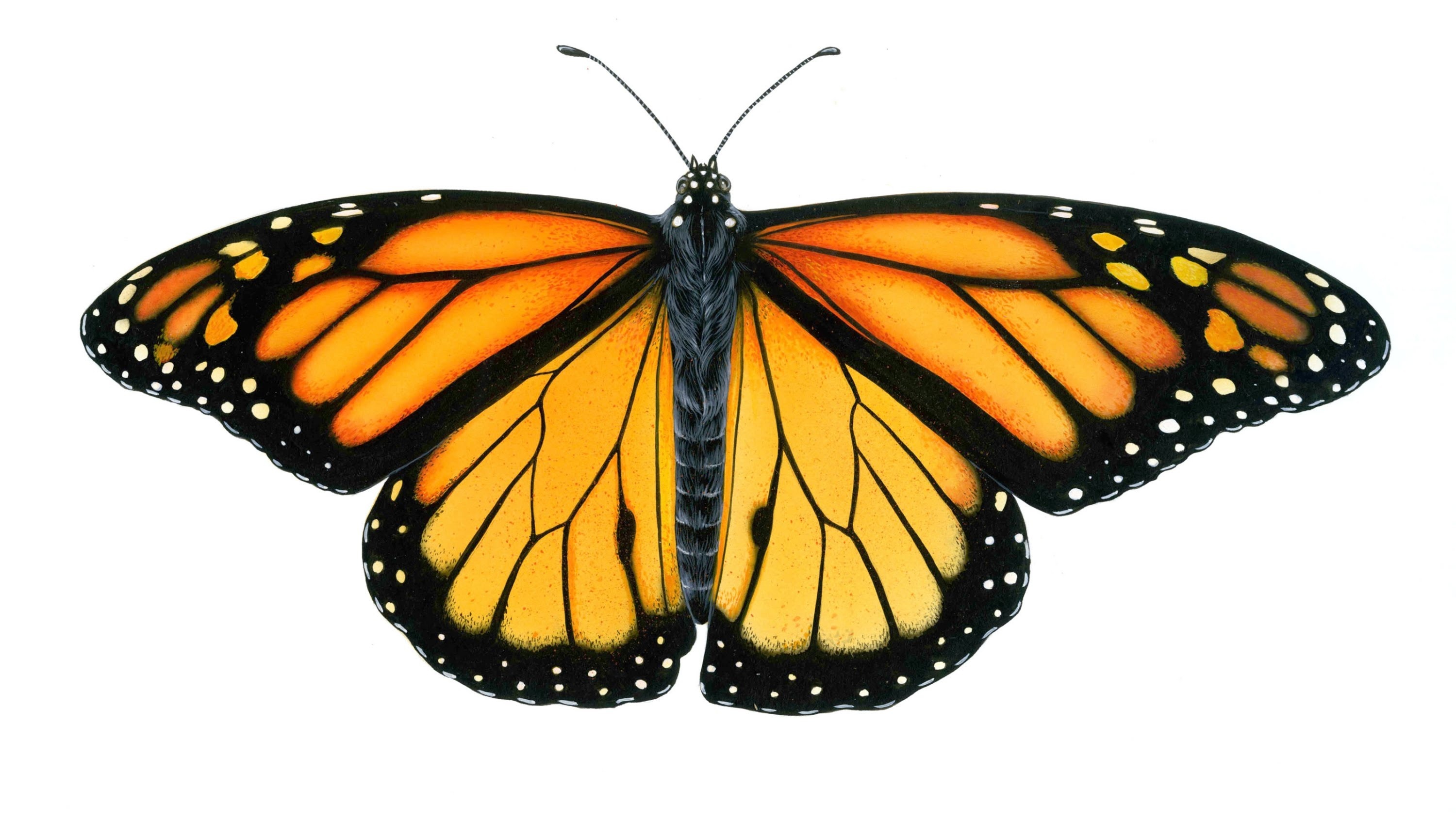 Motyl, Monarch, Białe tło